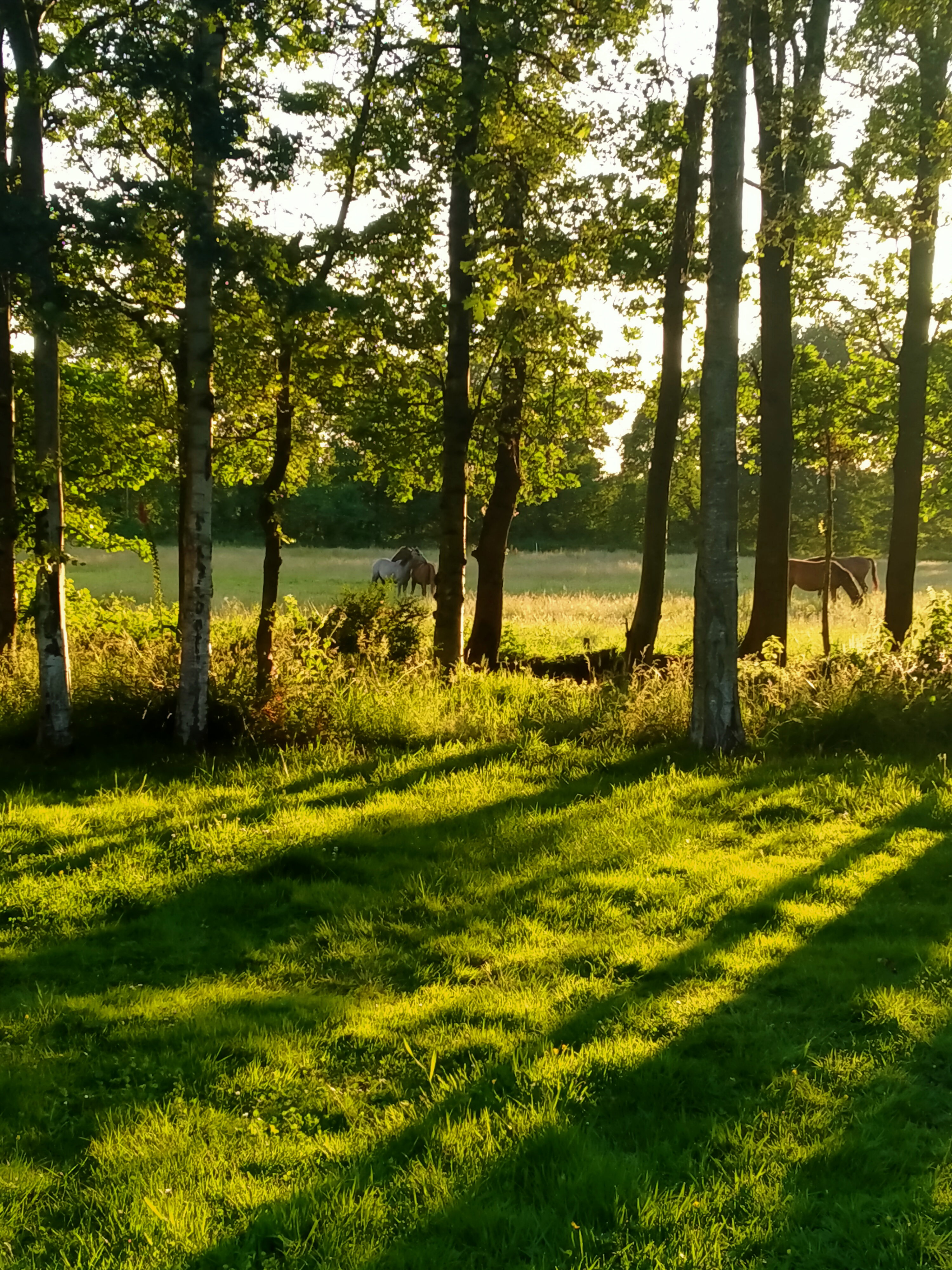 Natuurhuisje in Kollumerzwaag