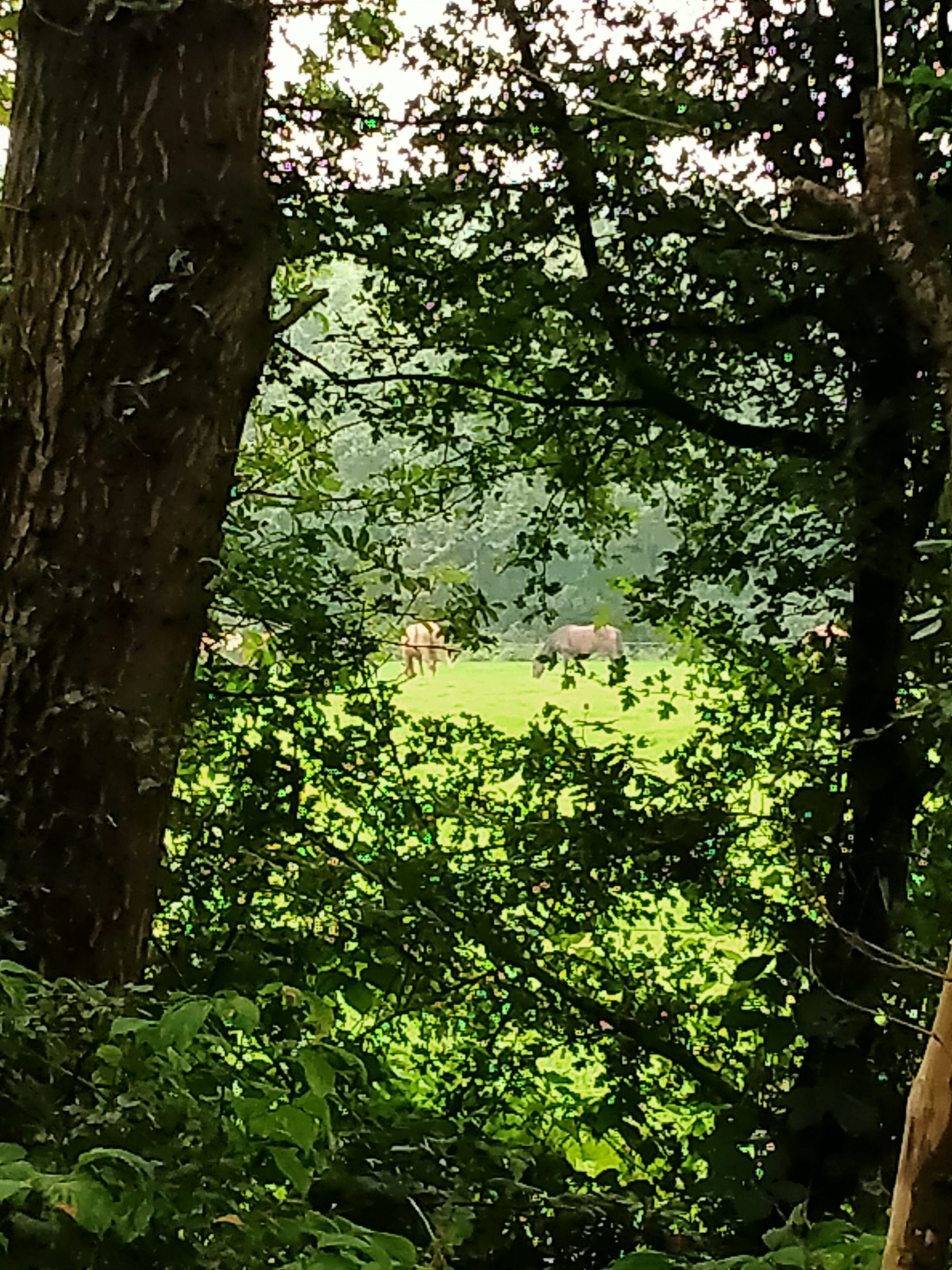 Natuurhuisje in Kollumerzwaag