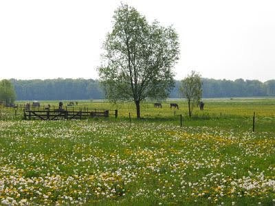 - image: 10