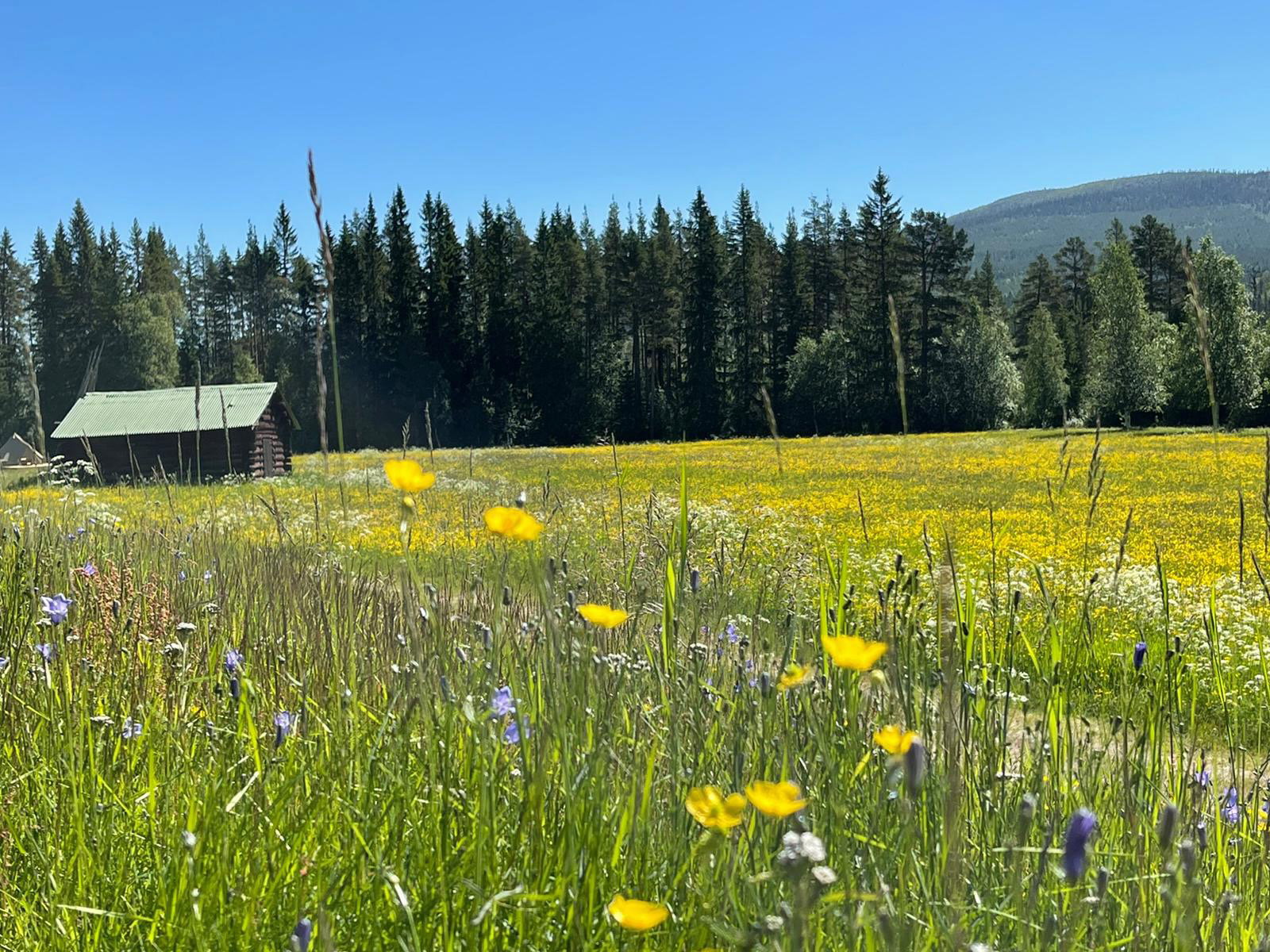 Casa nella natura a Sveg