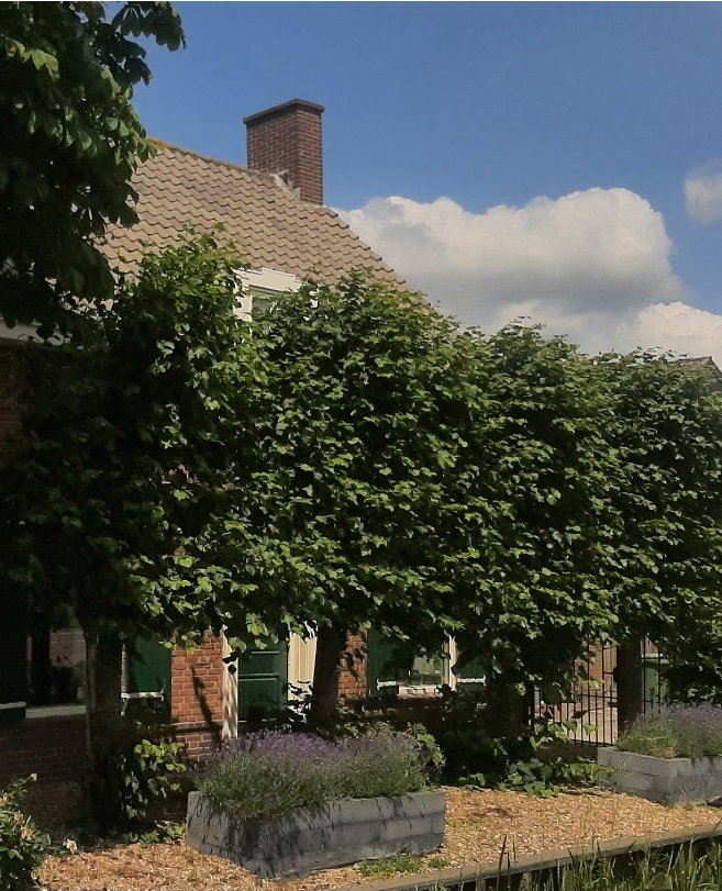 - image: 24