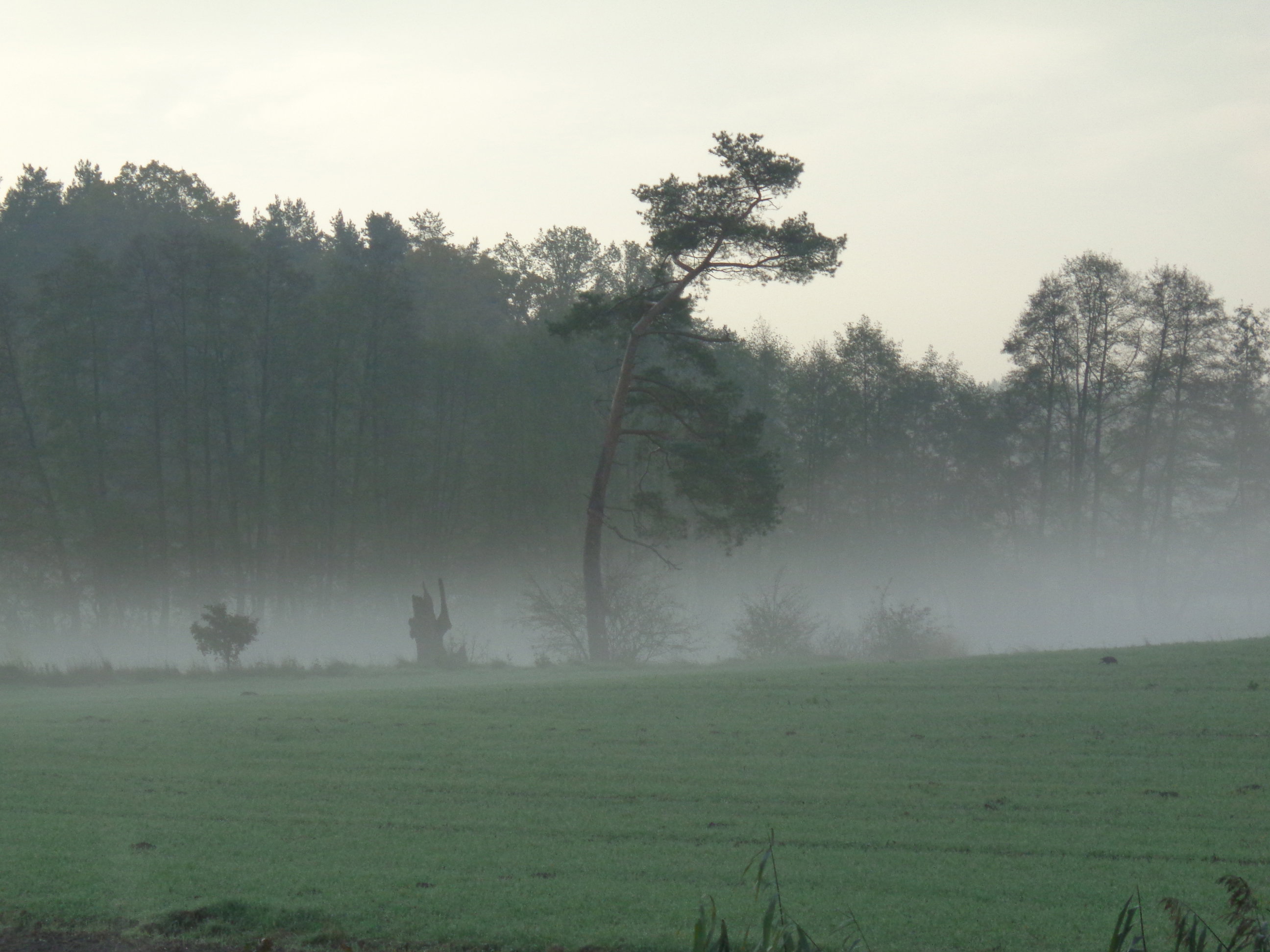 - image: 11