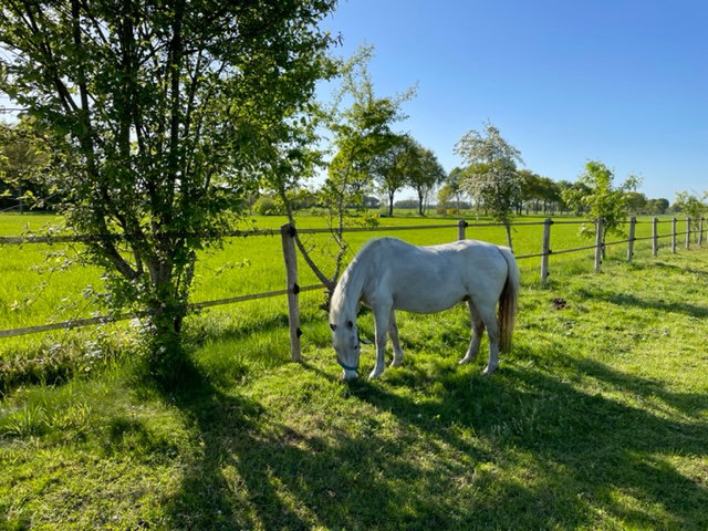 Natuurhuisje in Koekange