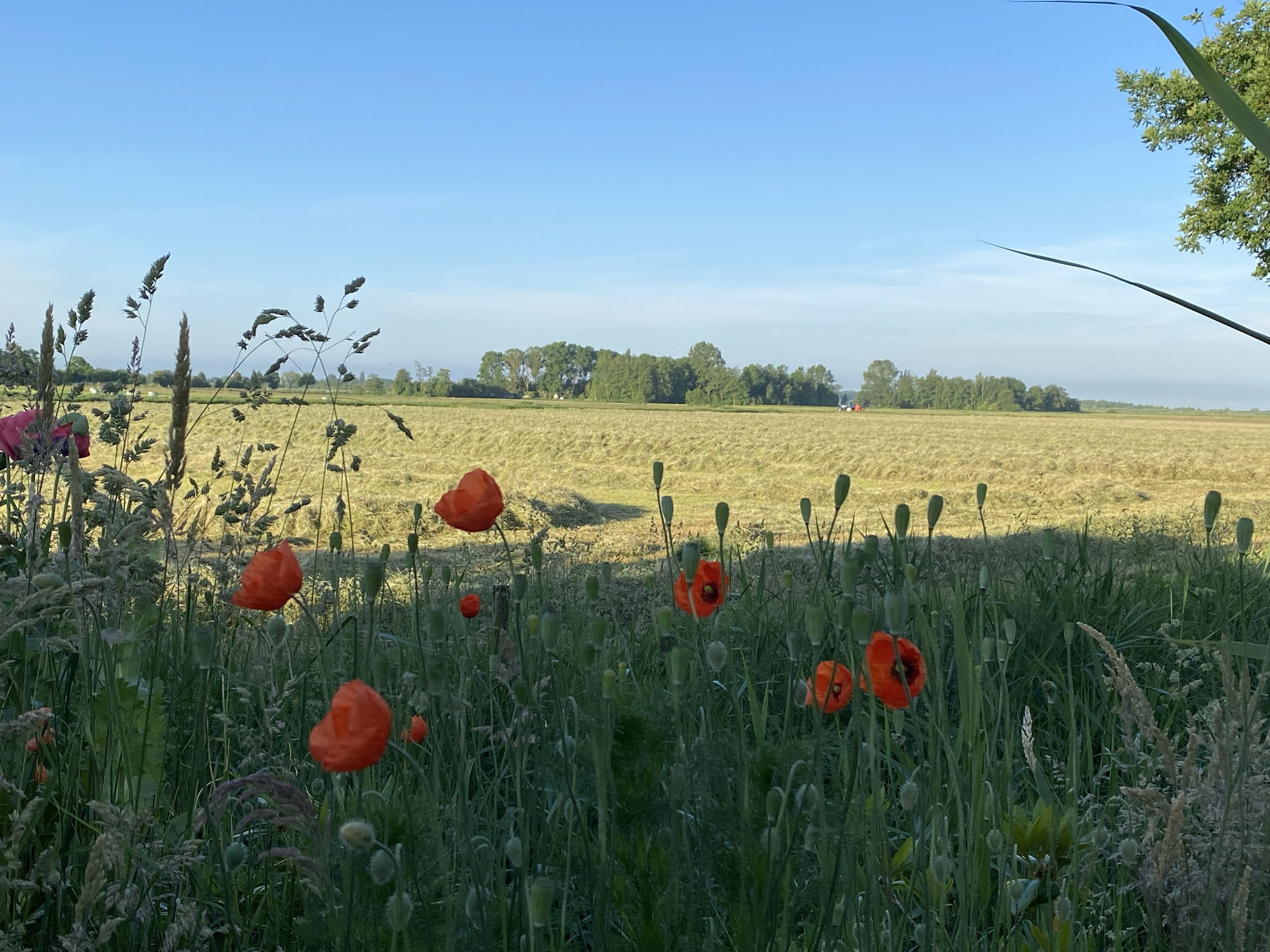 - image: 12