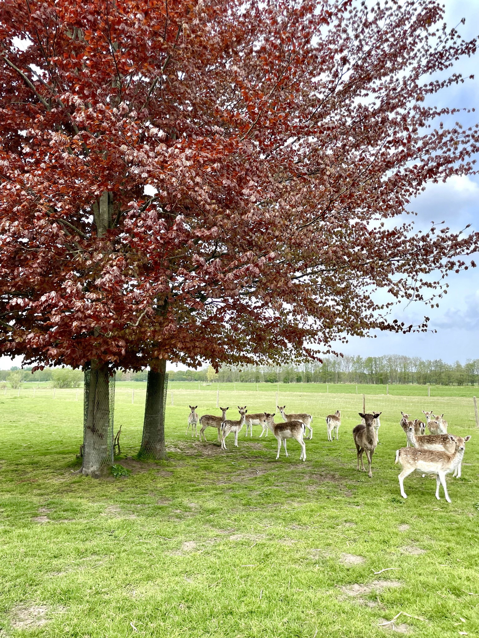 Natuurhuisje in Eemnes