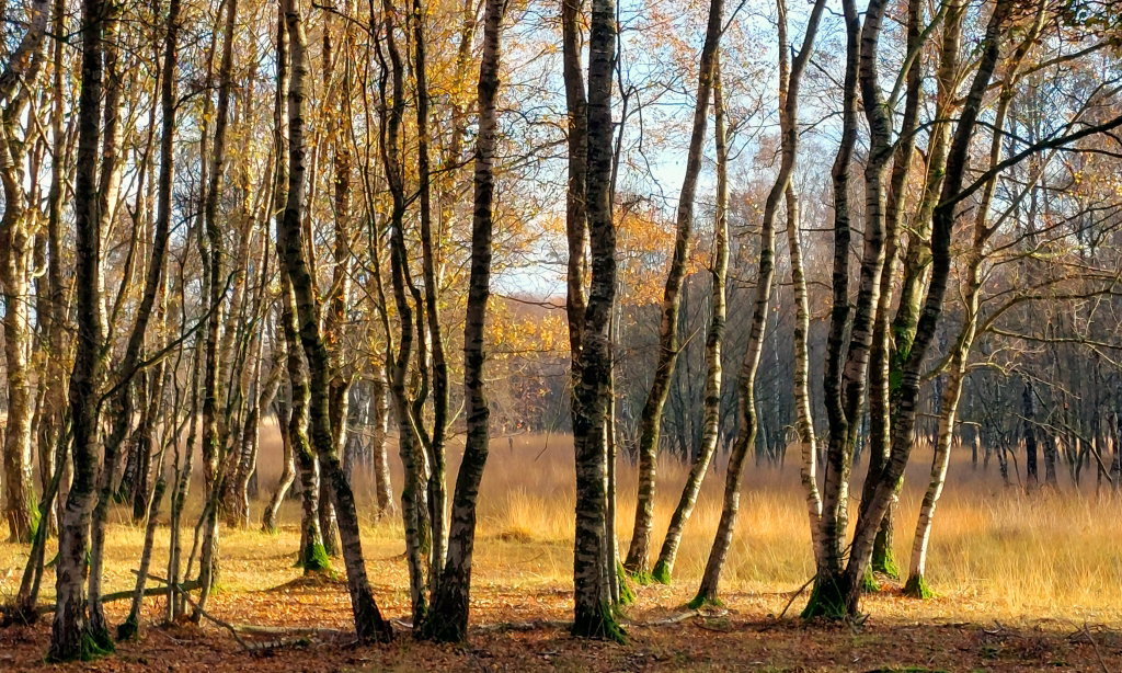 - image: 16