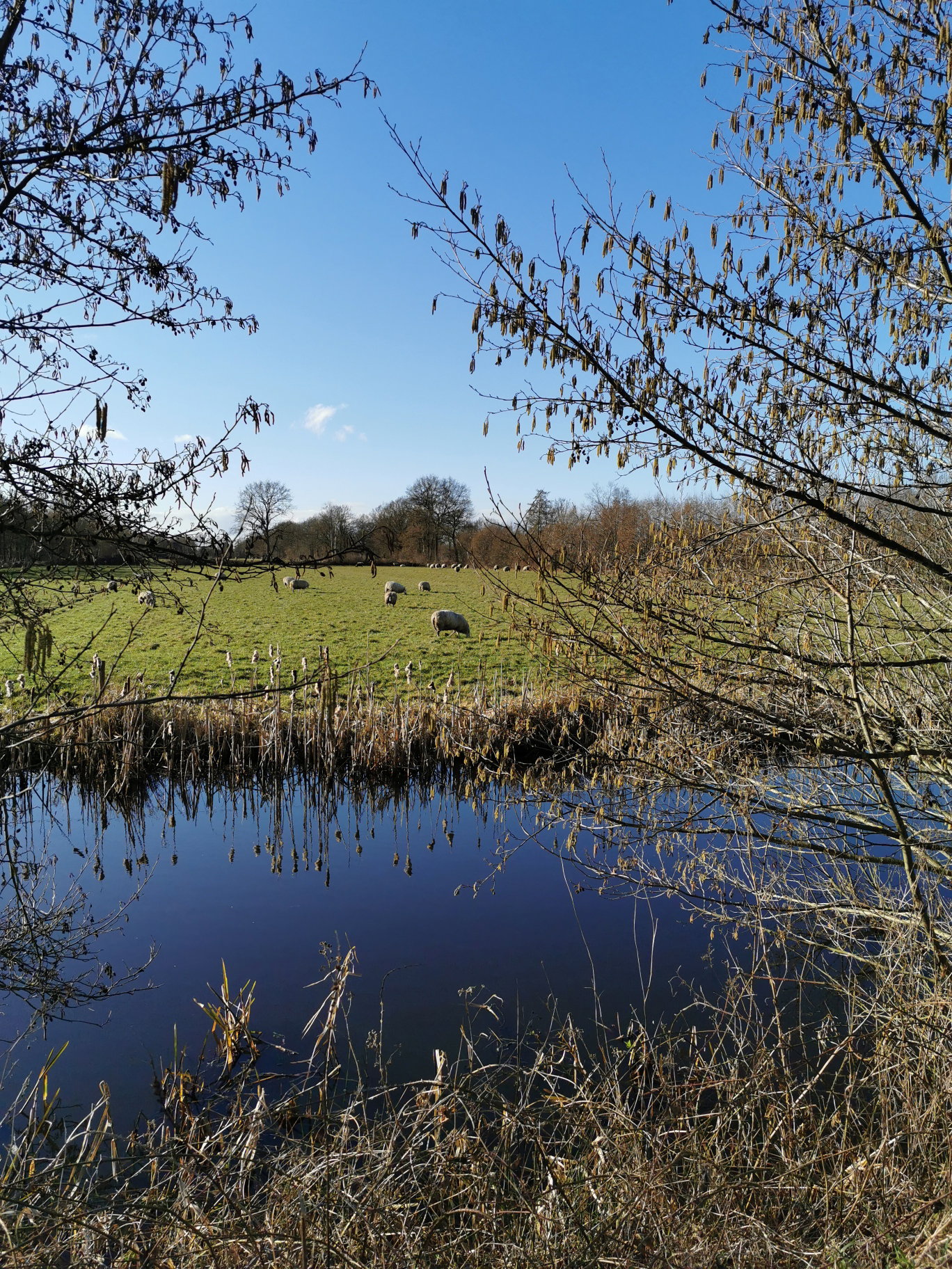 Natuurhuisje in Kootstertille