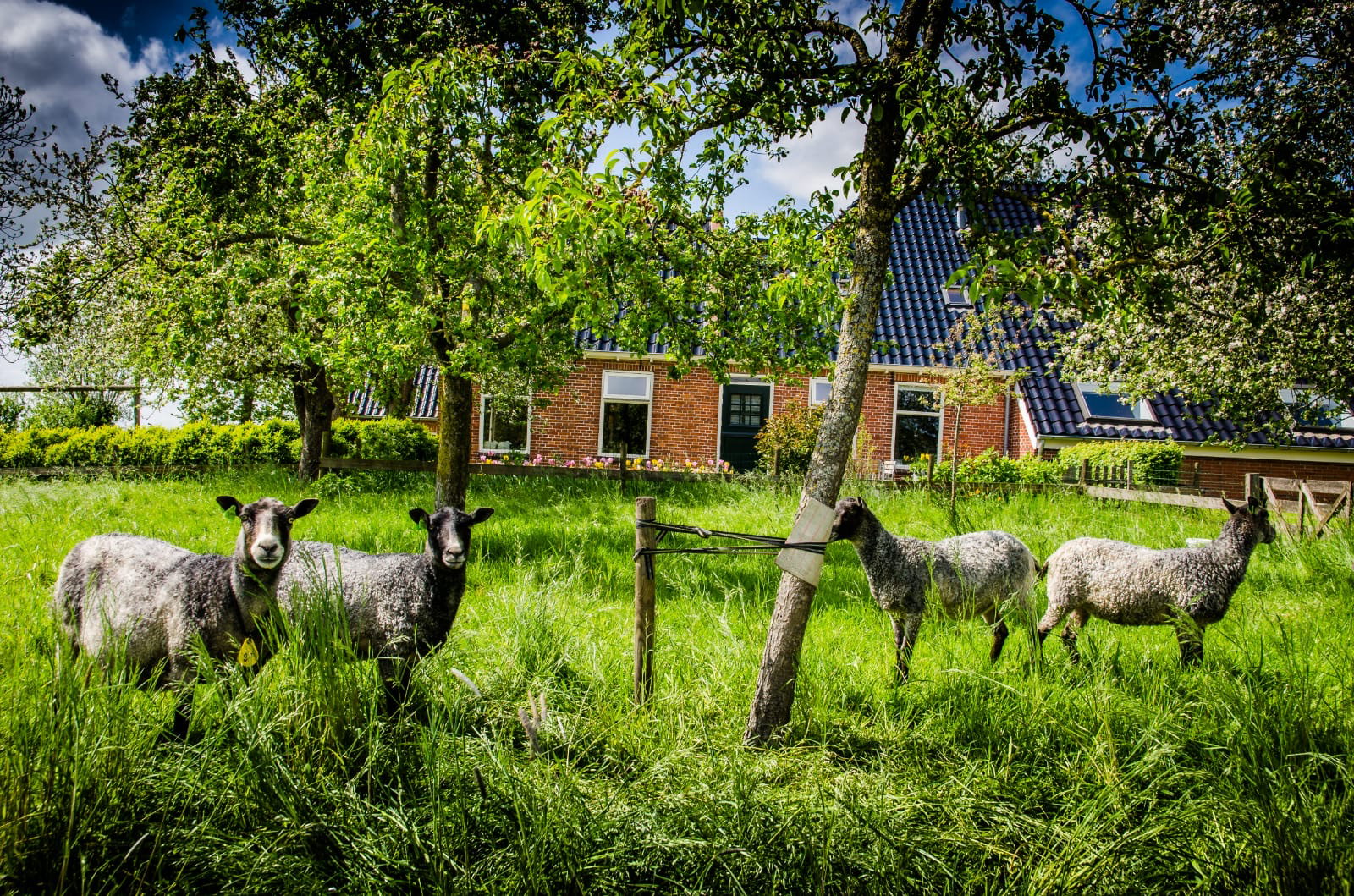 Naturhäuschen in Groningen
