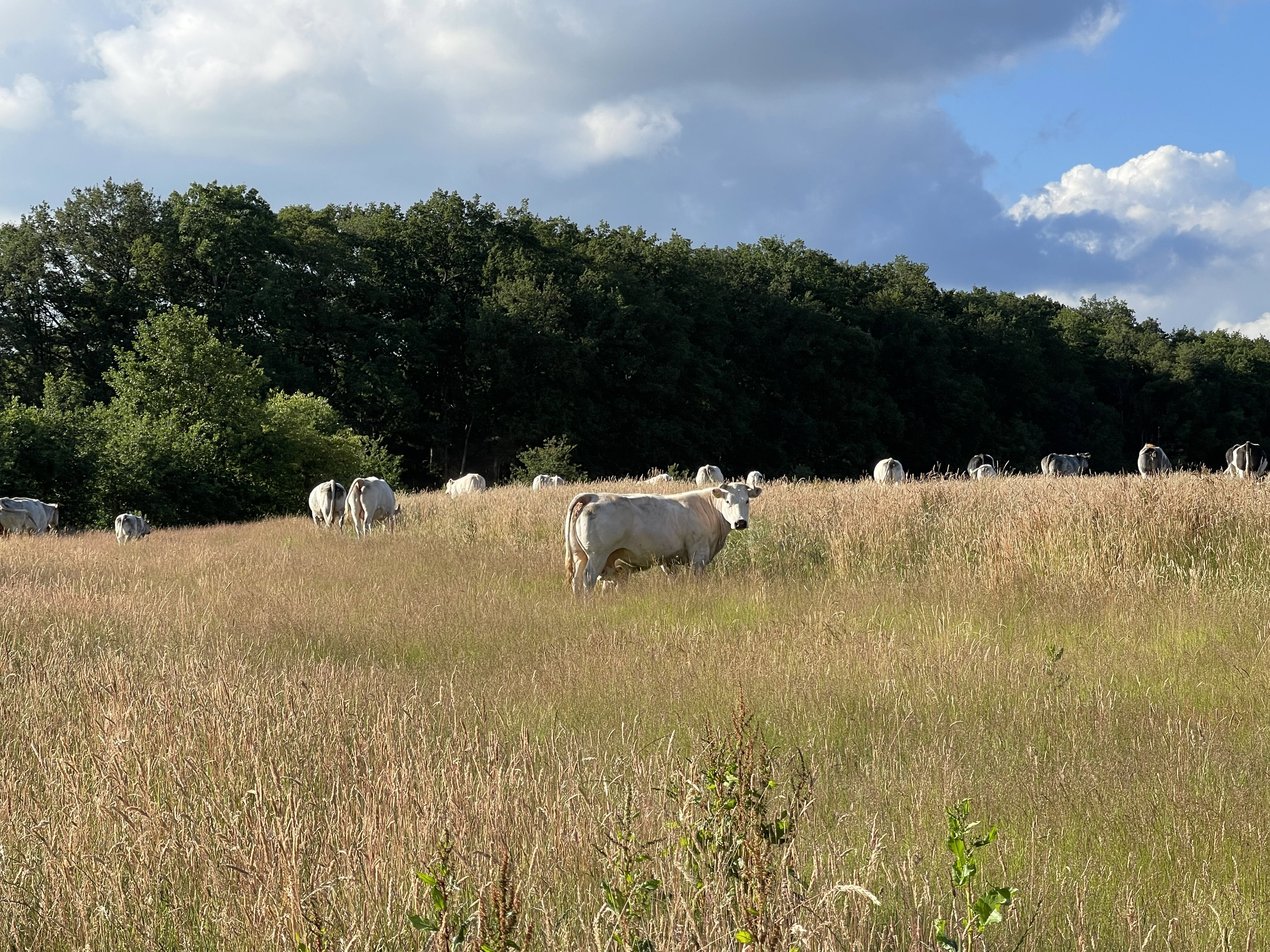 Natuurhuisje in Sellingen