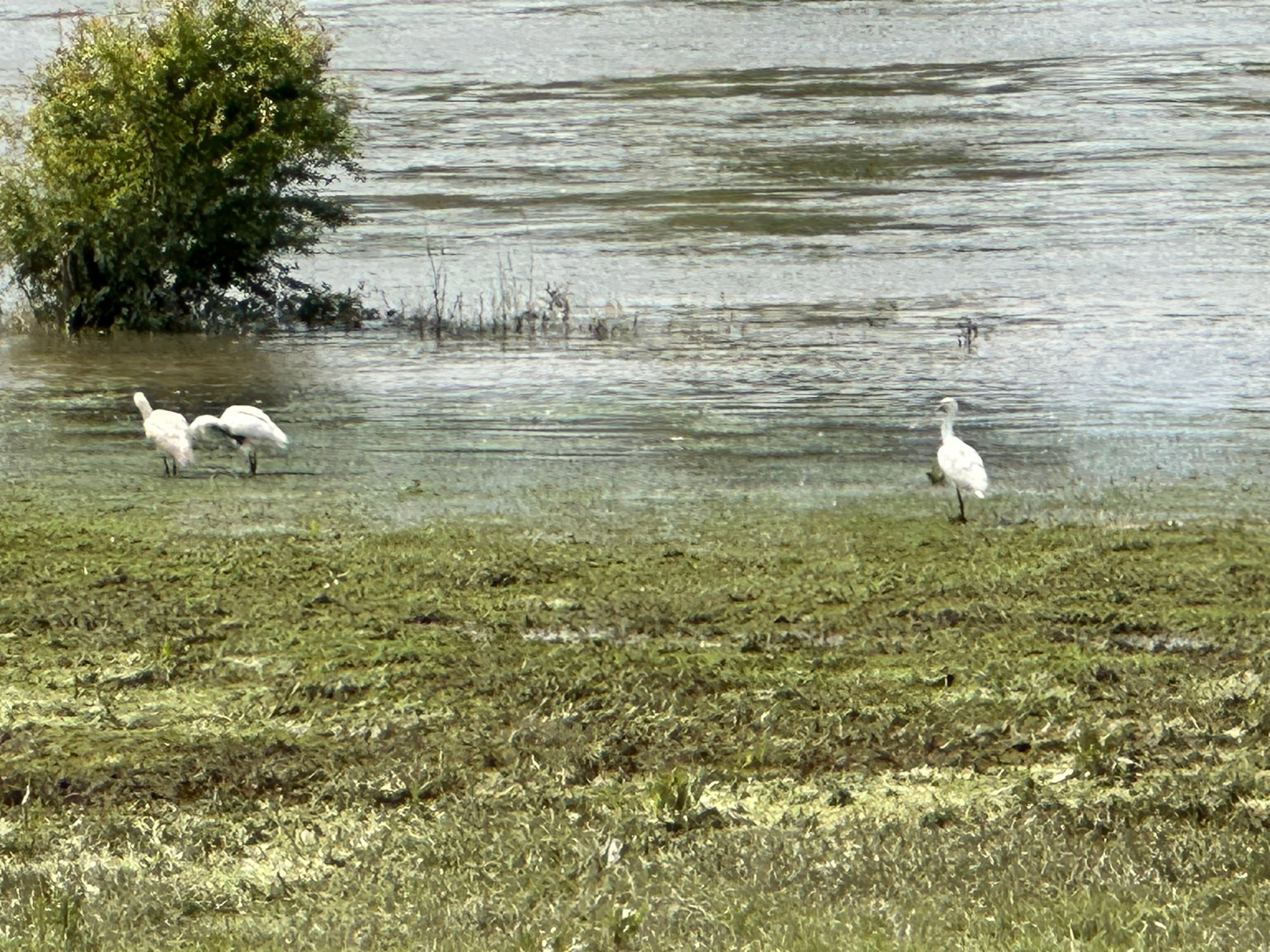 Natuurhuisje in Epse