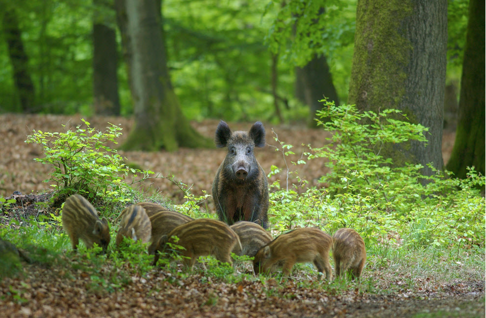Natuurhuisje in Ermelo