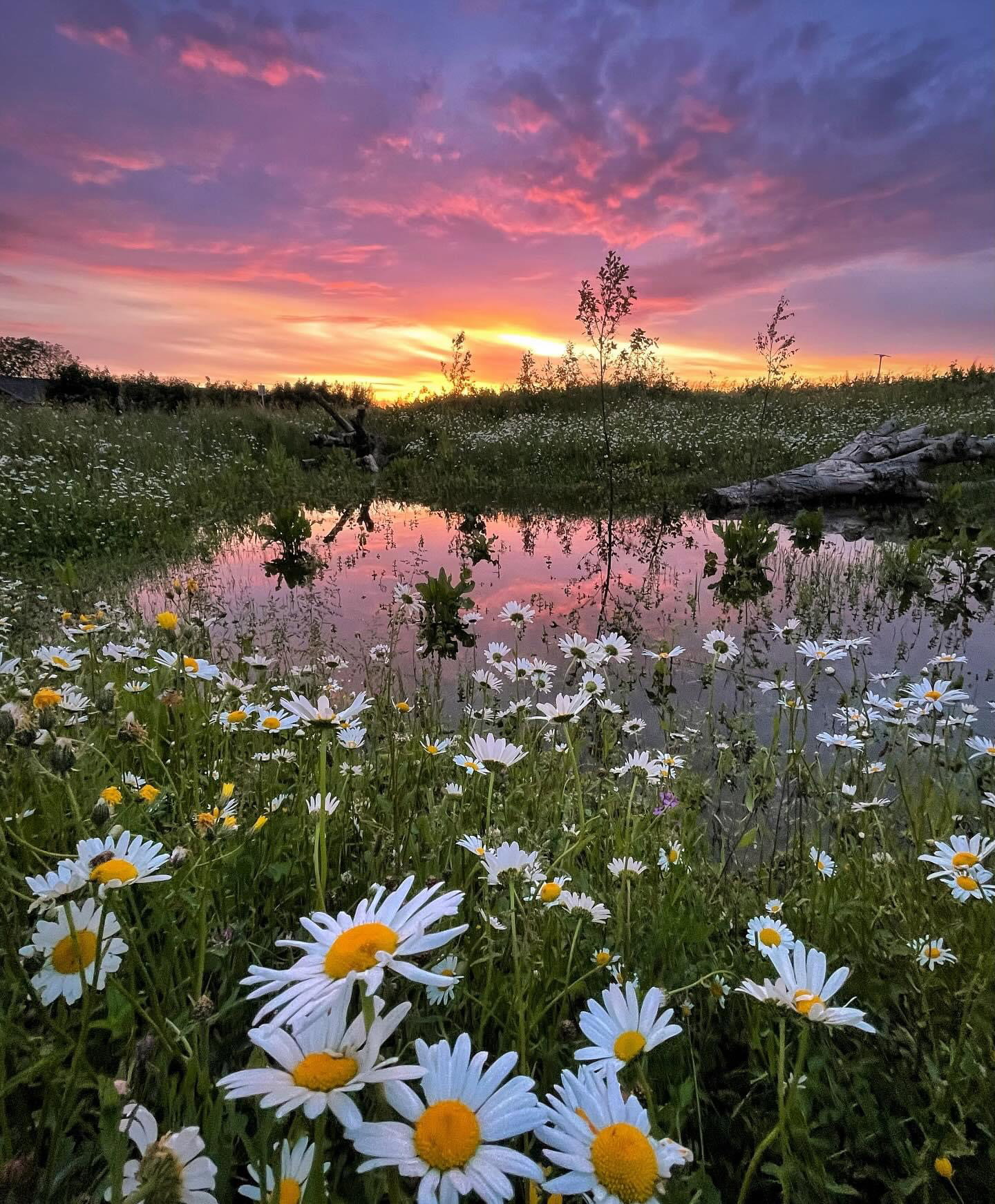 - image: 24