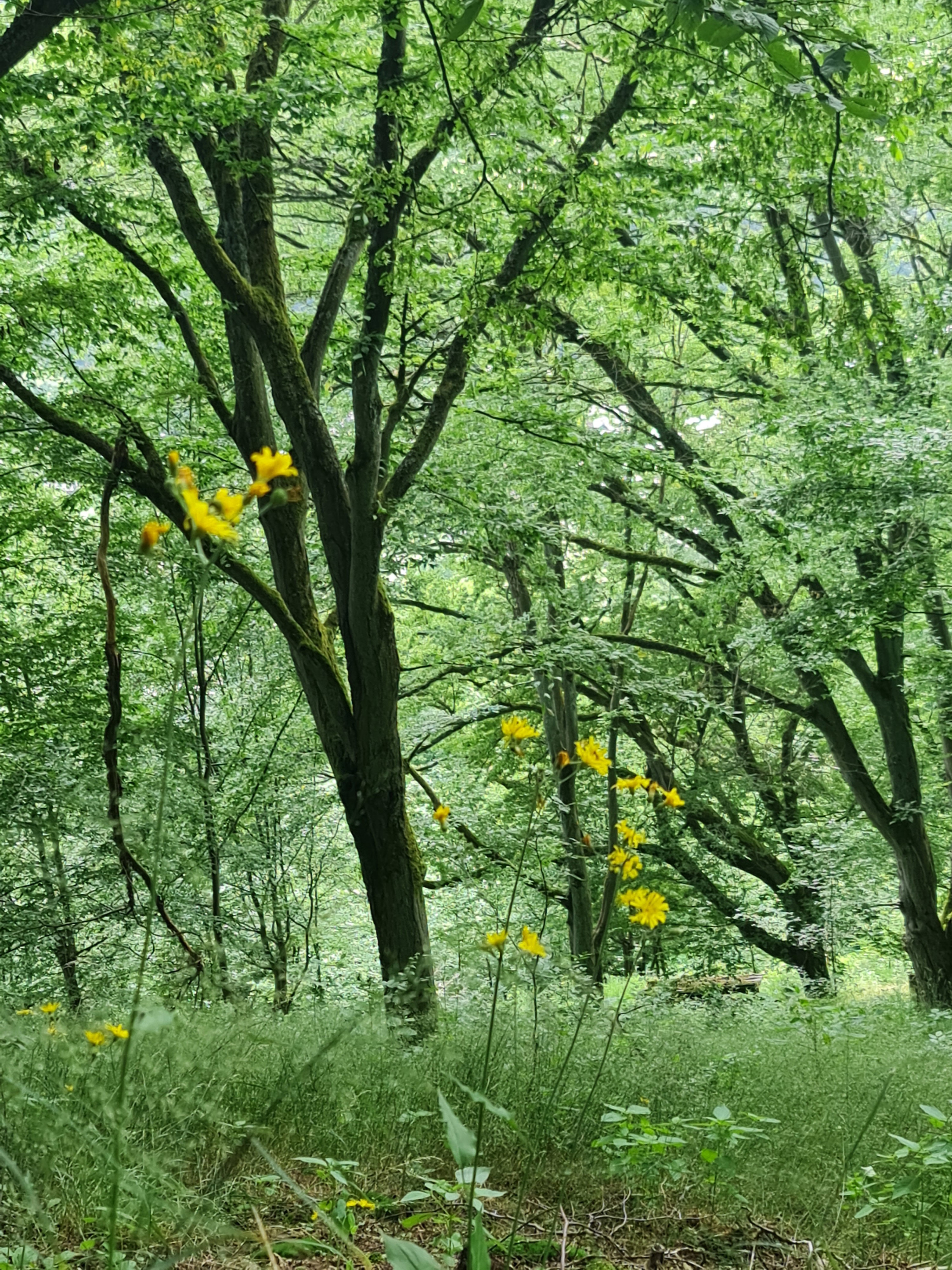 - image: 27