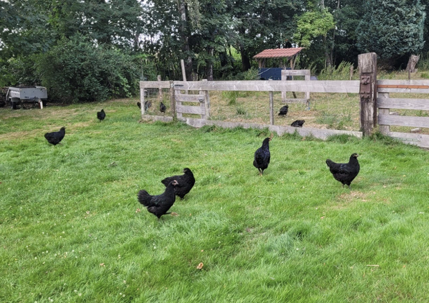 Natuurhuisje in Linde
