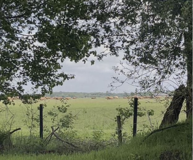 Natuurhuisje in Linde