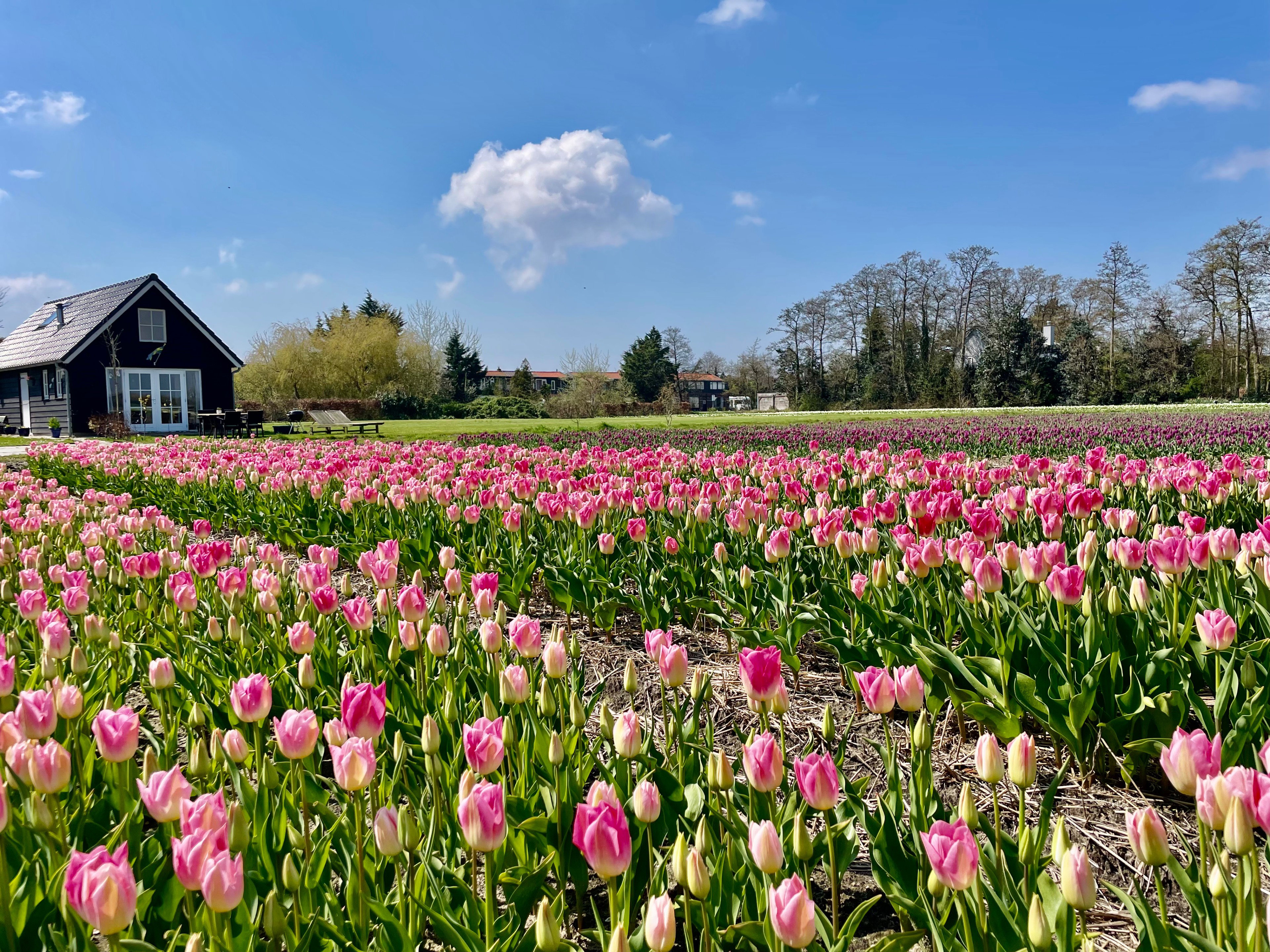 Natuurhuisje in Voorhout