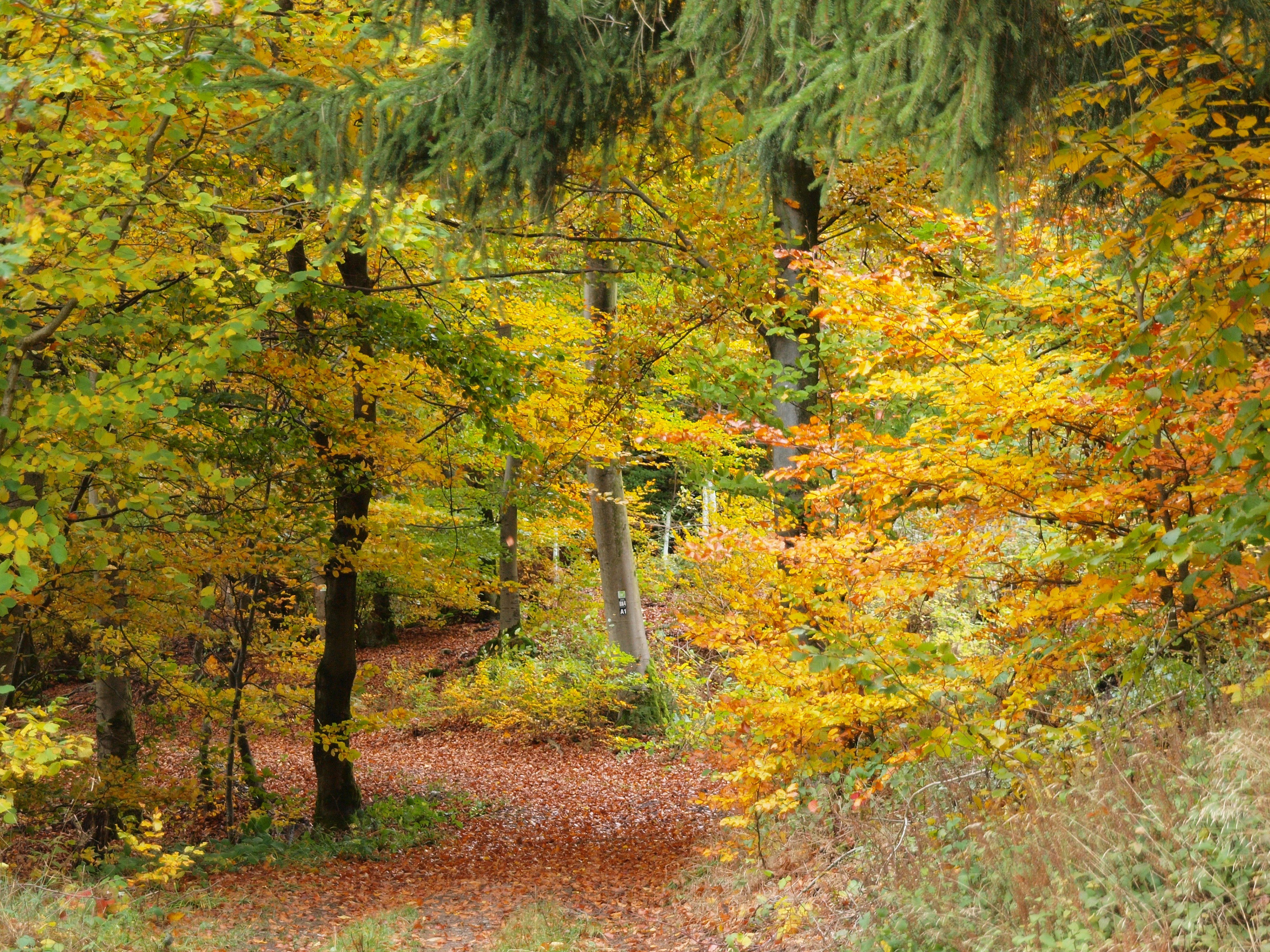 Nature house in Brilon-Madfeld