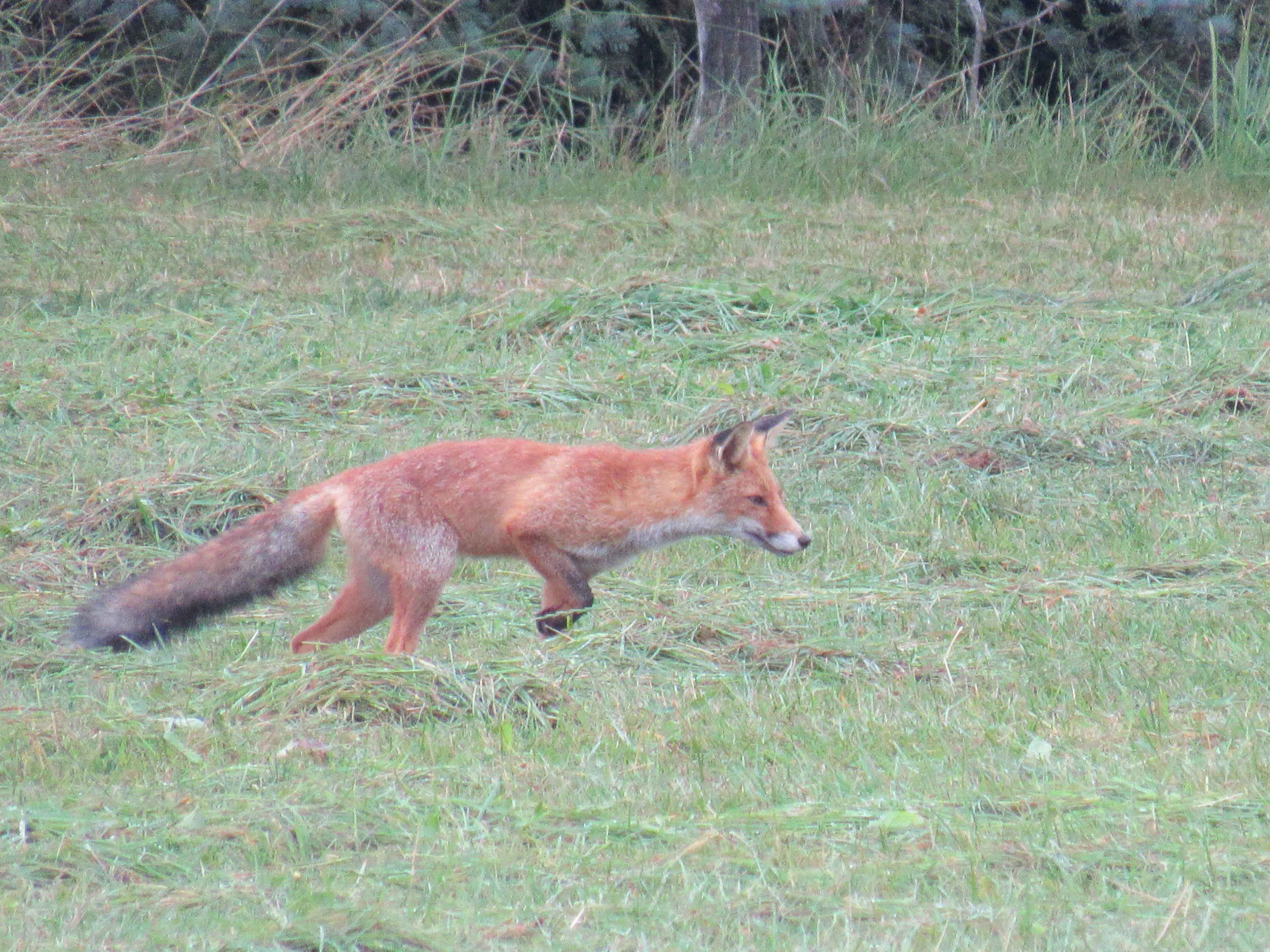 Natuurhuisje in Brilon-Madfeld