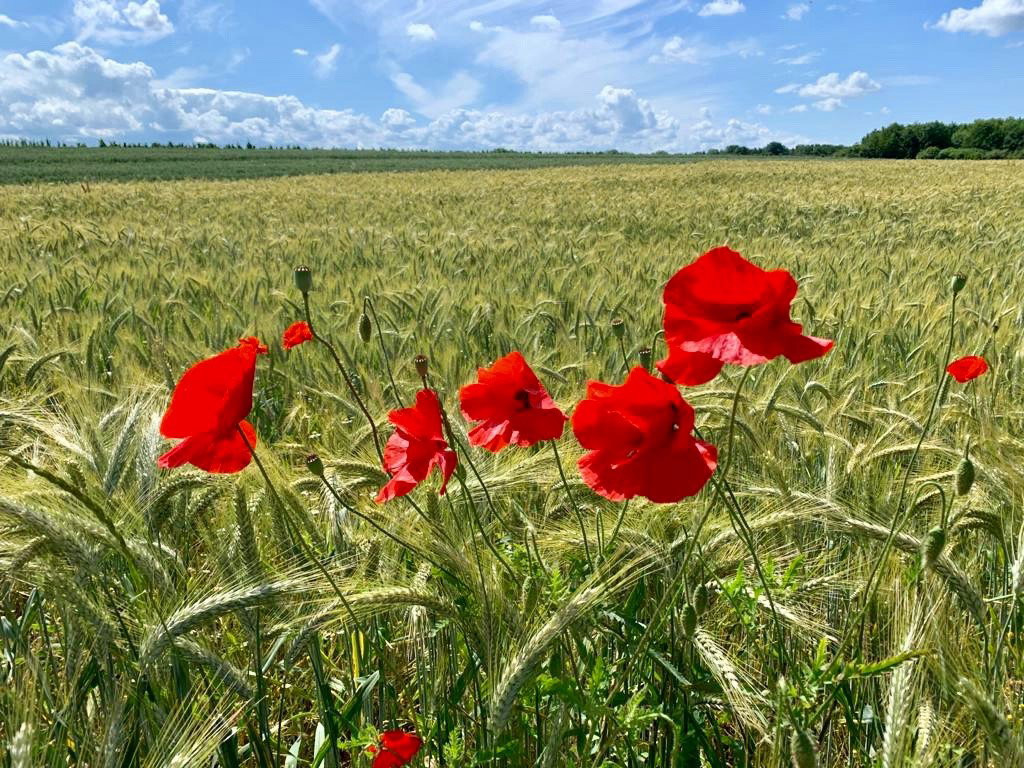 - image: 21
