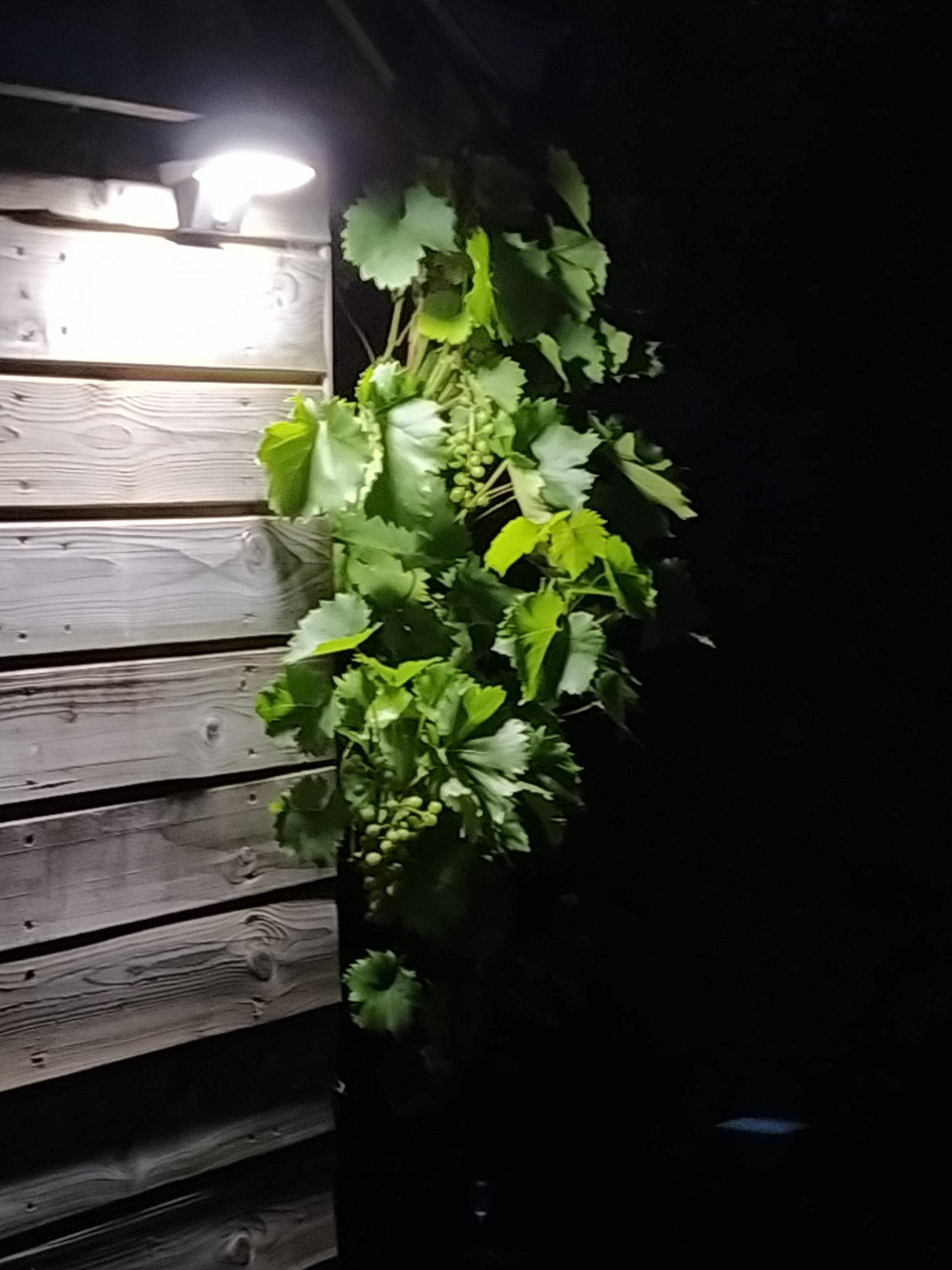 - image: 40