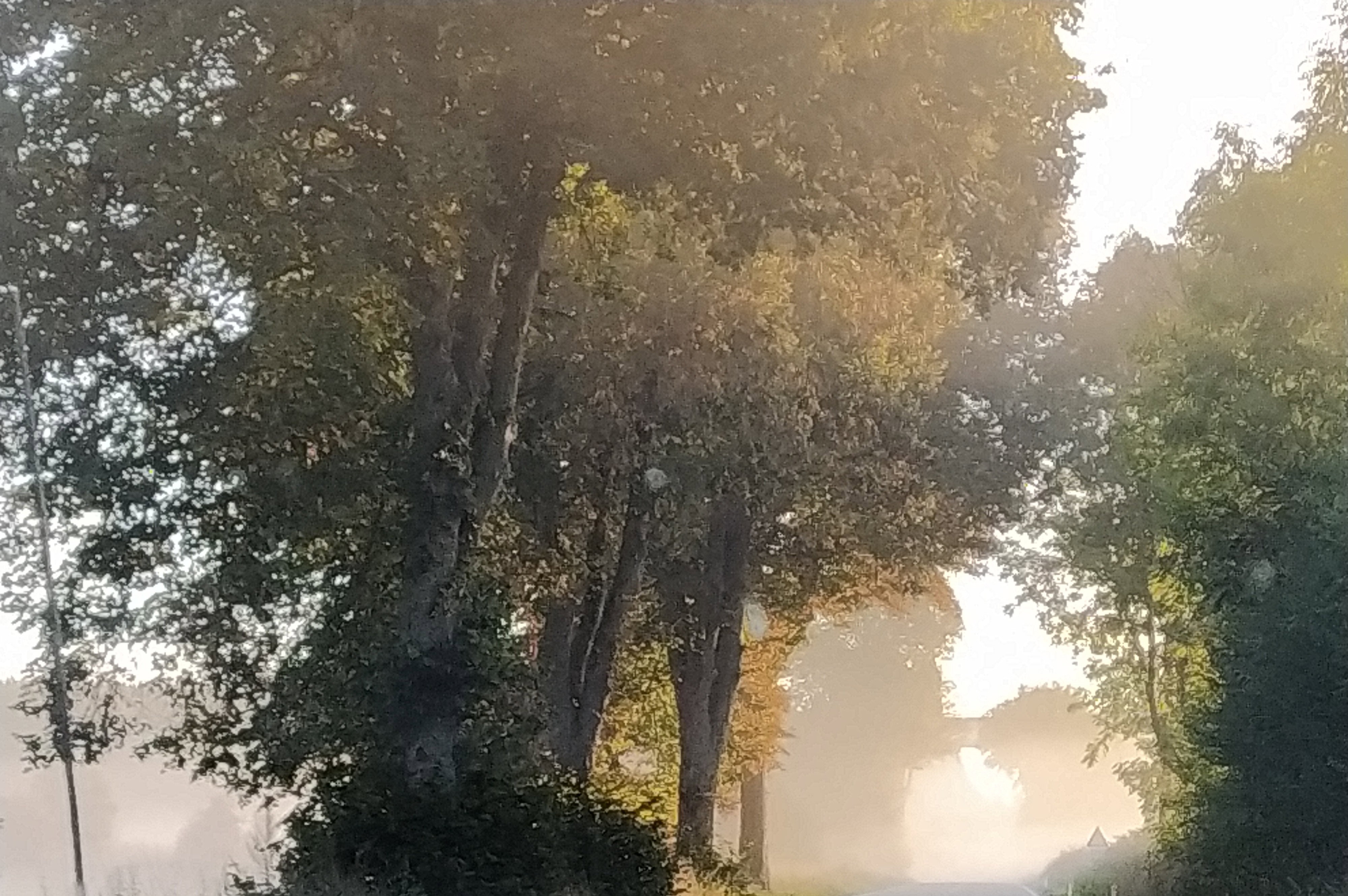 - image: 98