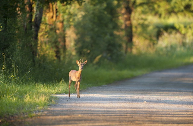 Natuurhuisje in Bennekom