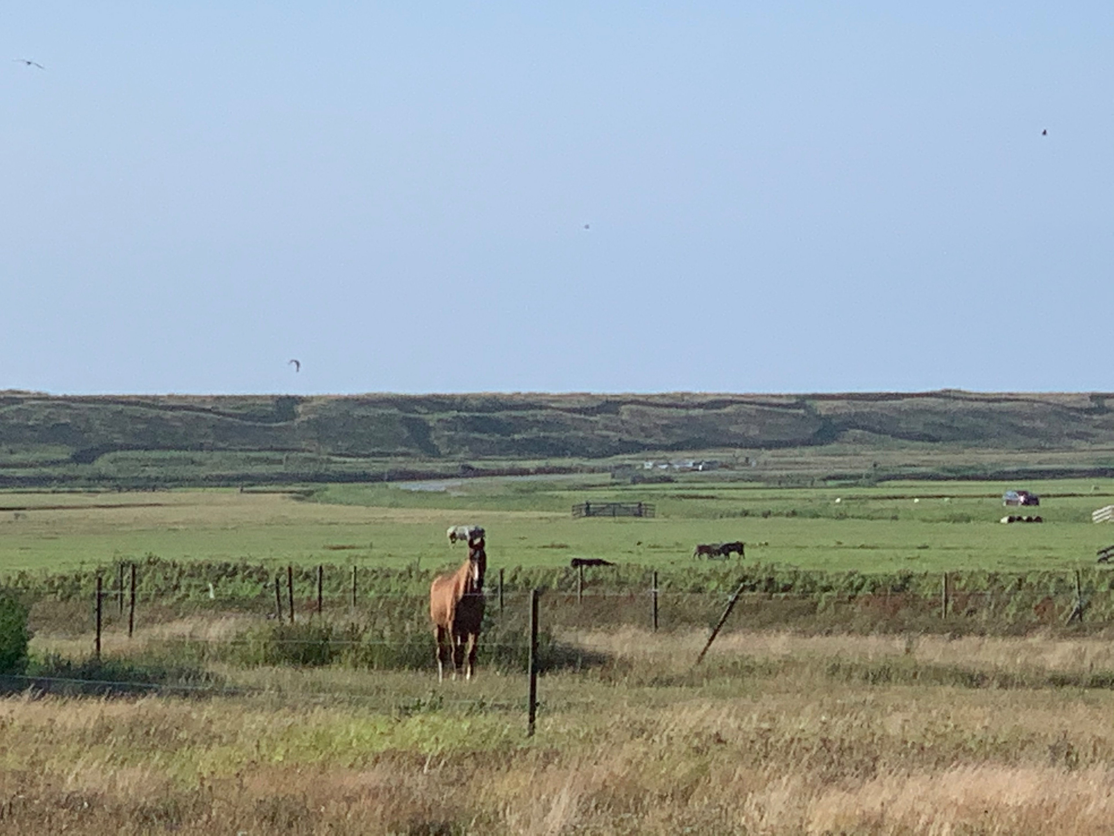 Naturhäuschen in Schoorl