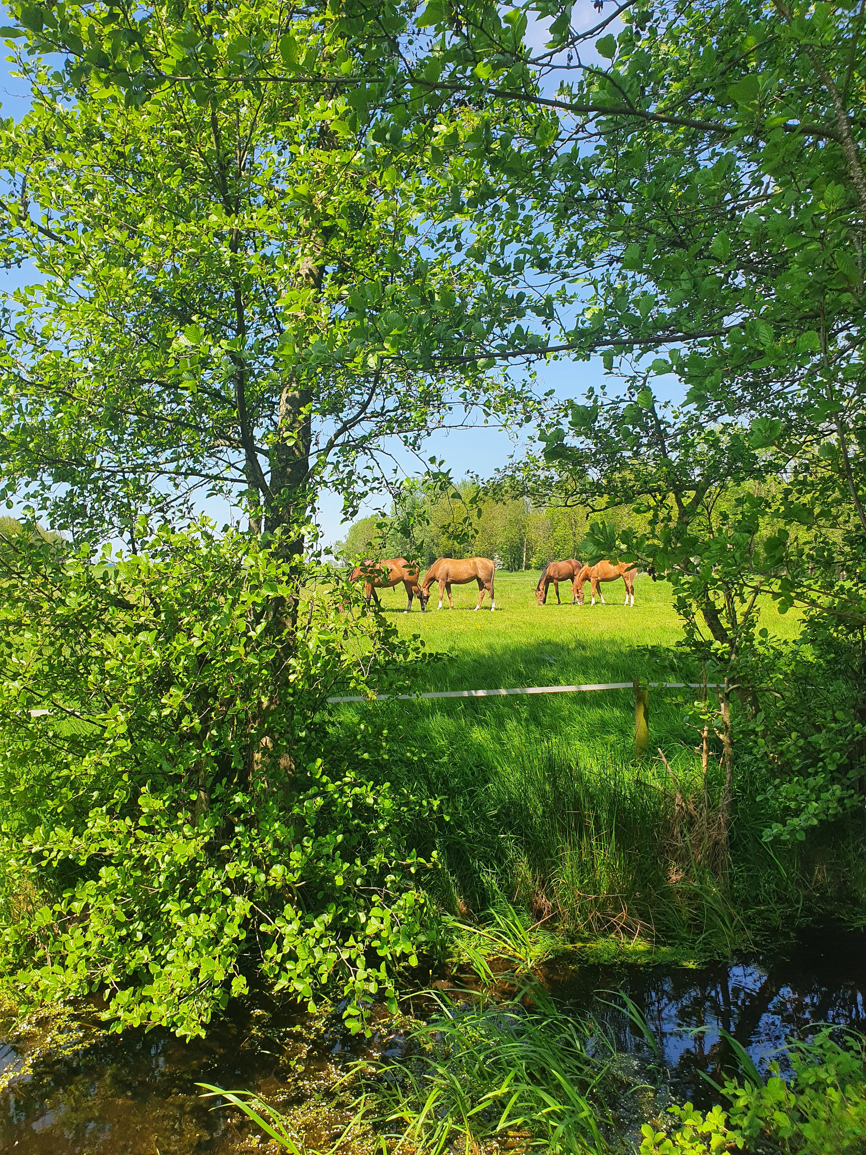 Naturhäuschen in Rinsumageast