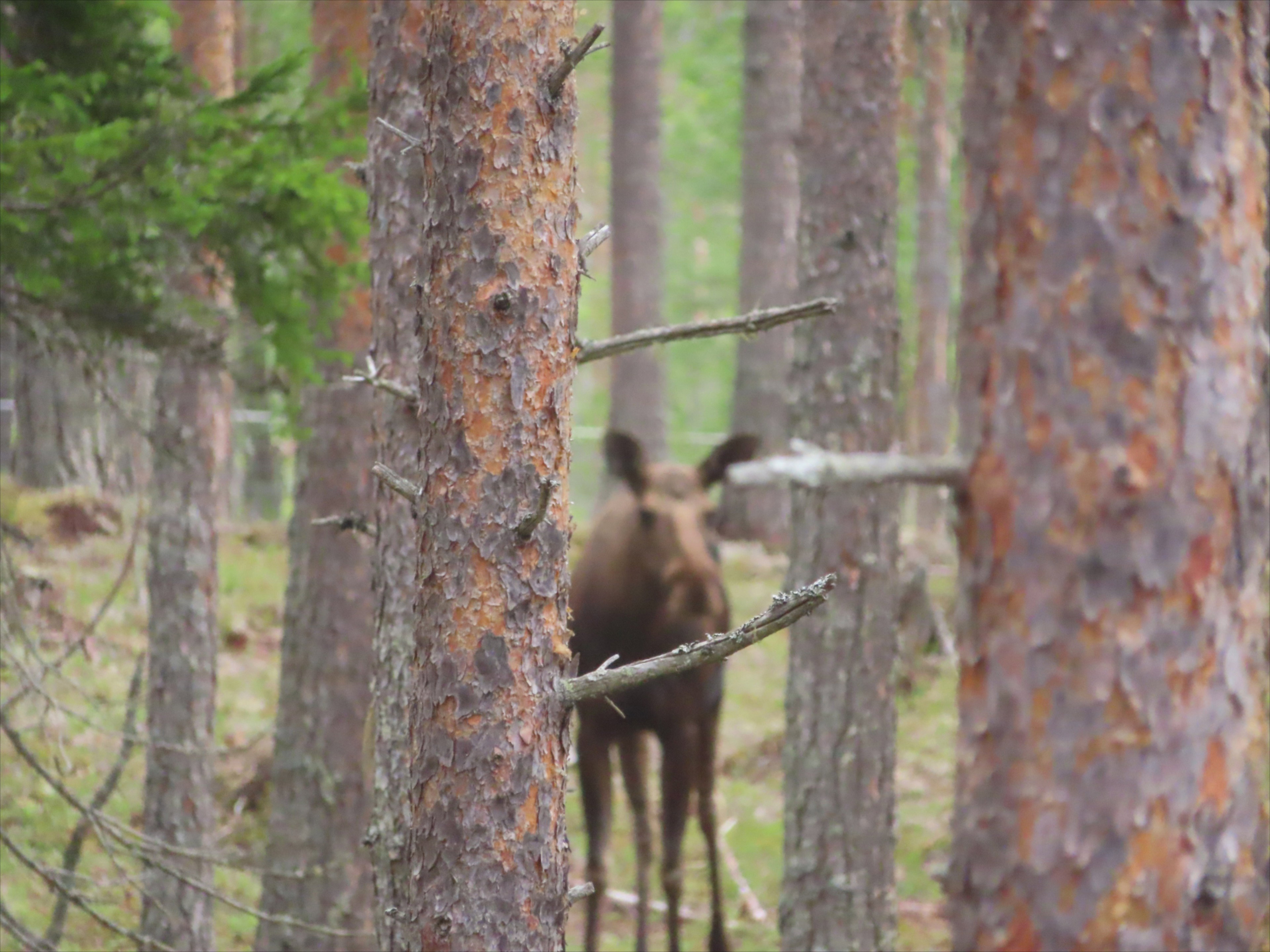 Natuurhuisje in Nykroppa