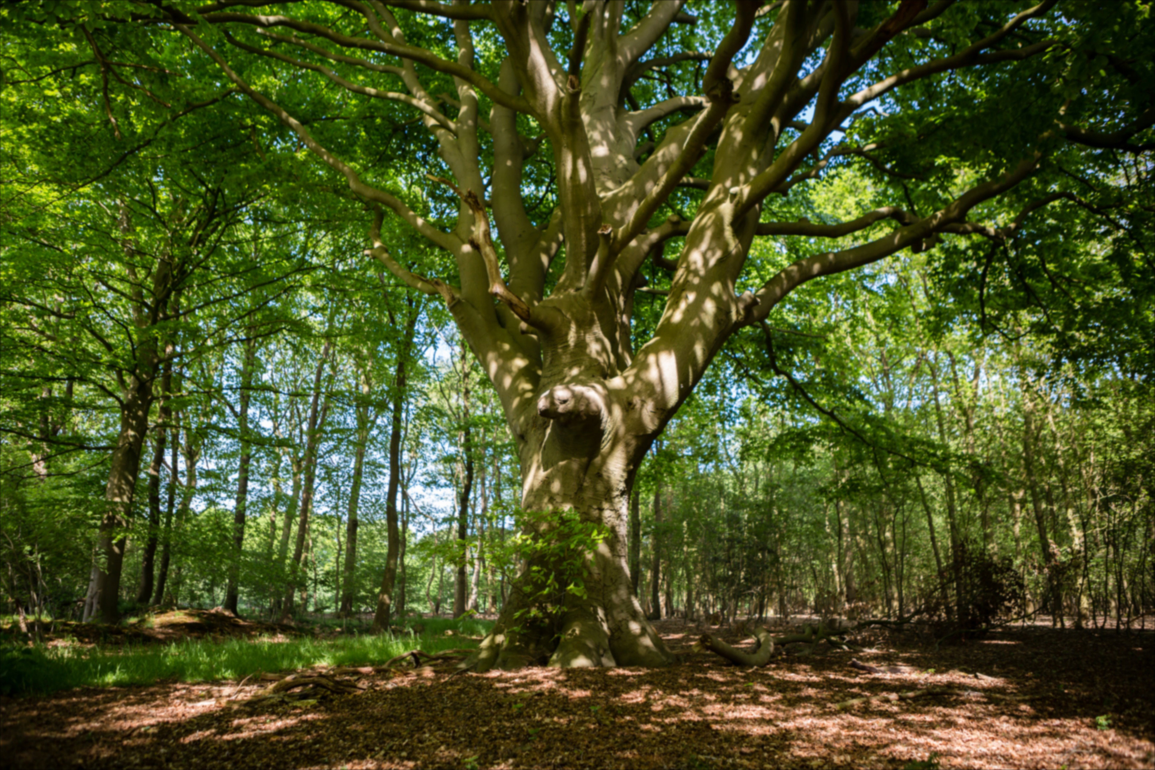 Naturhäuschen in Ermelo