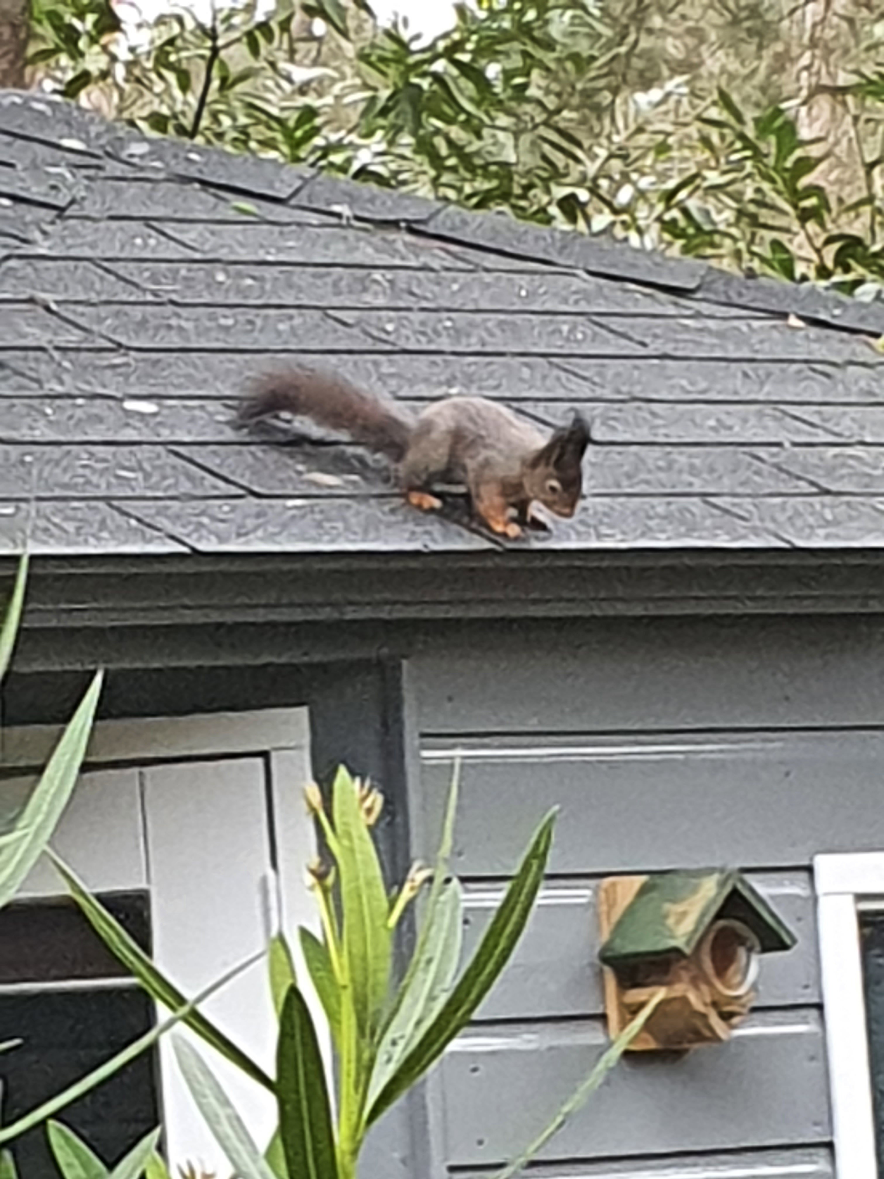 Natuurhuisje in Oisterwijk