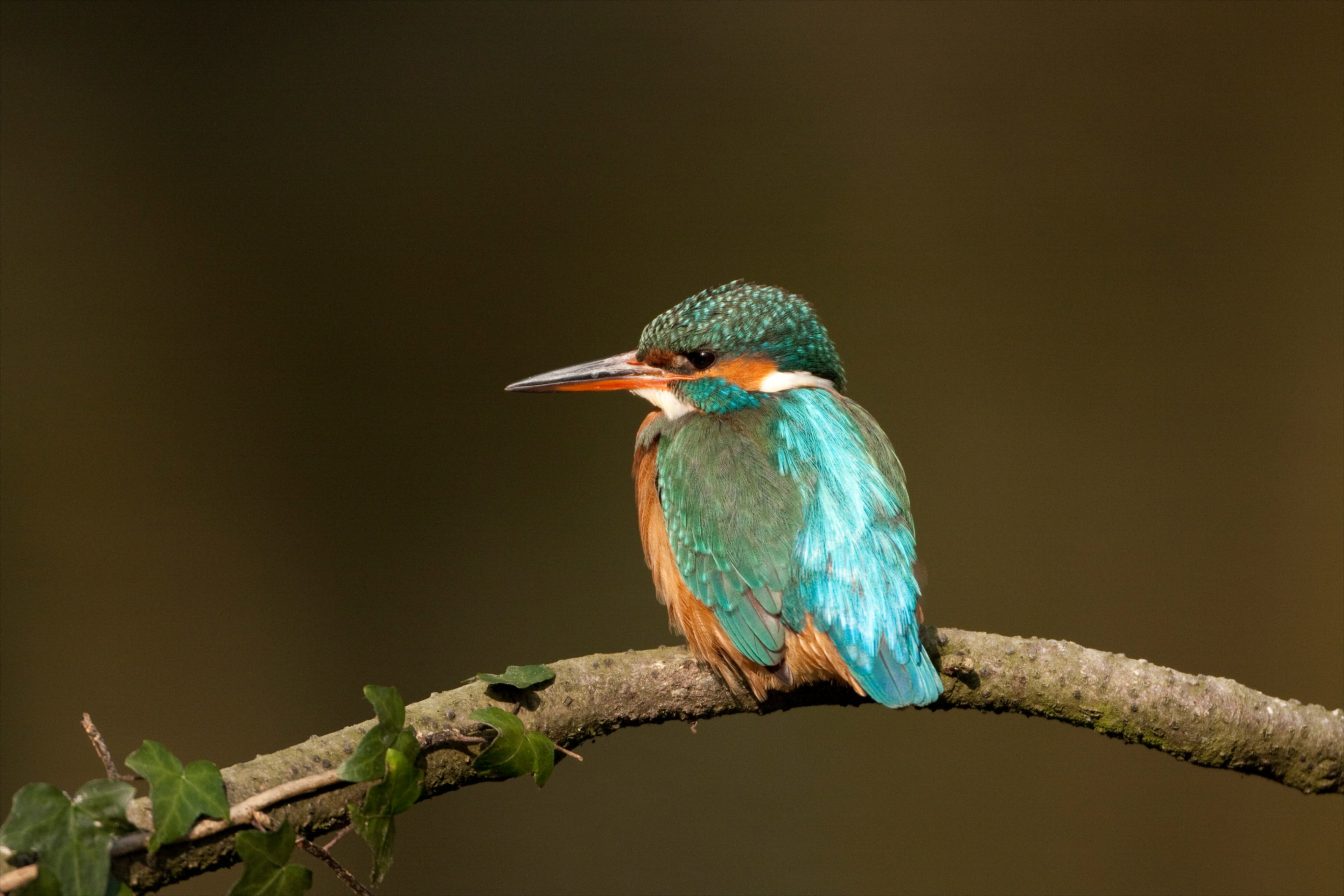 Naturhäuschen in Winterswijk