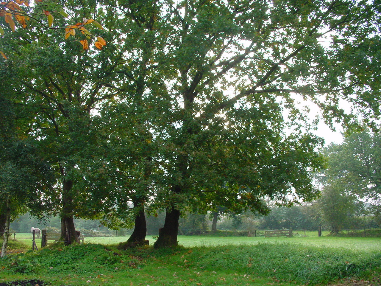 Casa nella natura a Diever