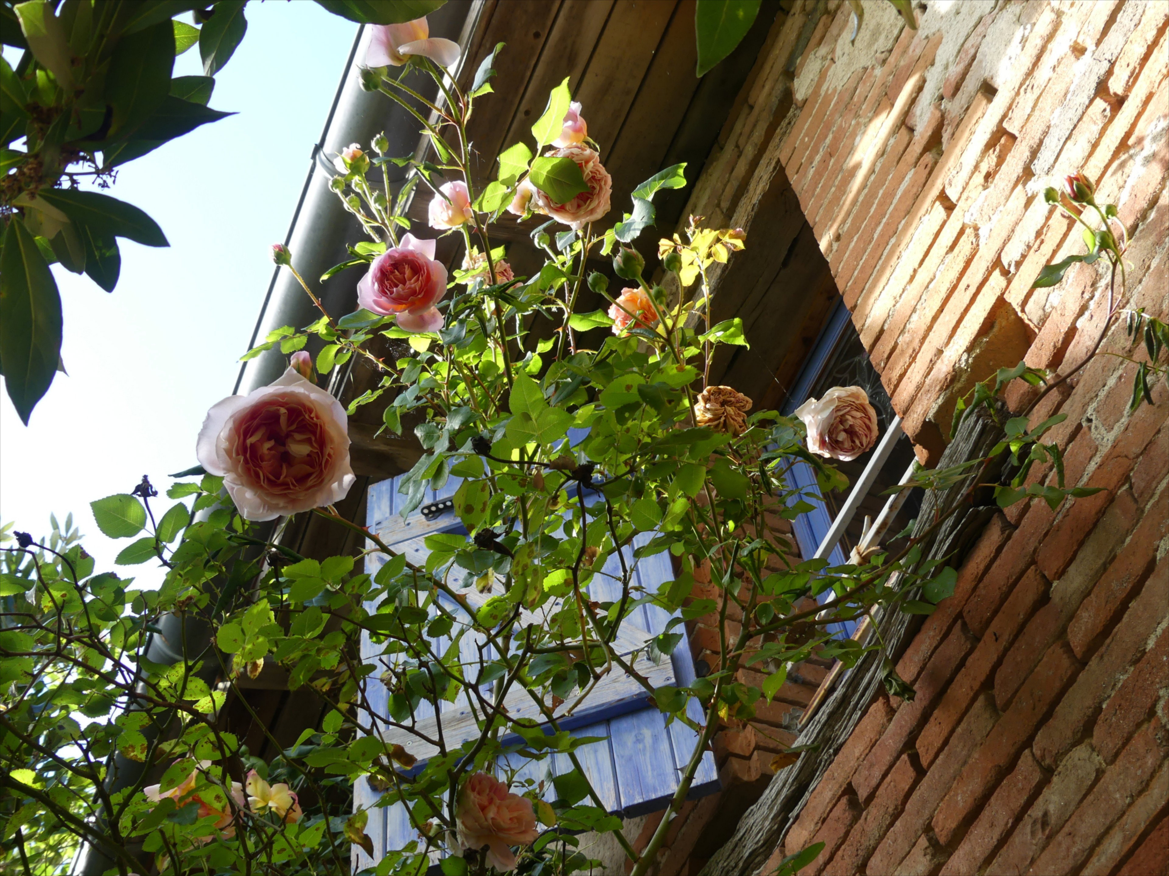 - image: 15