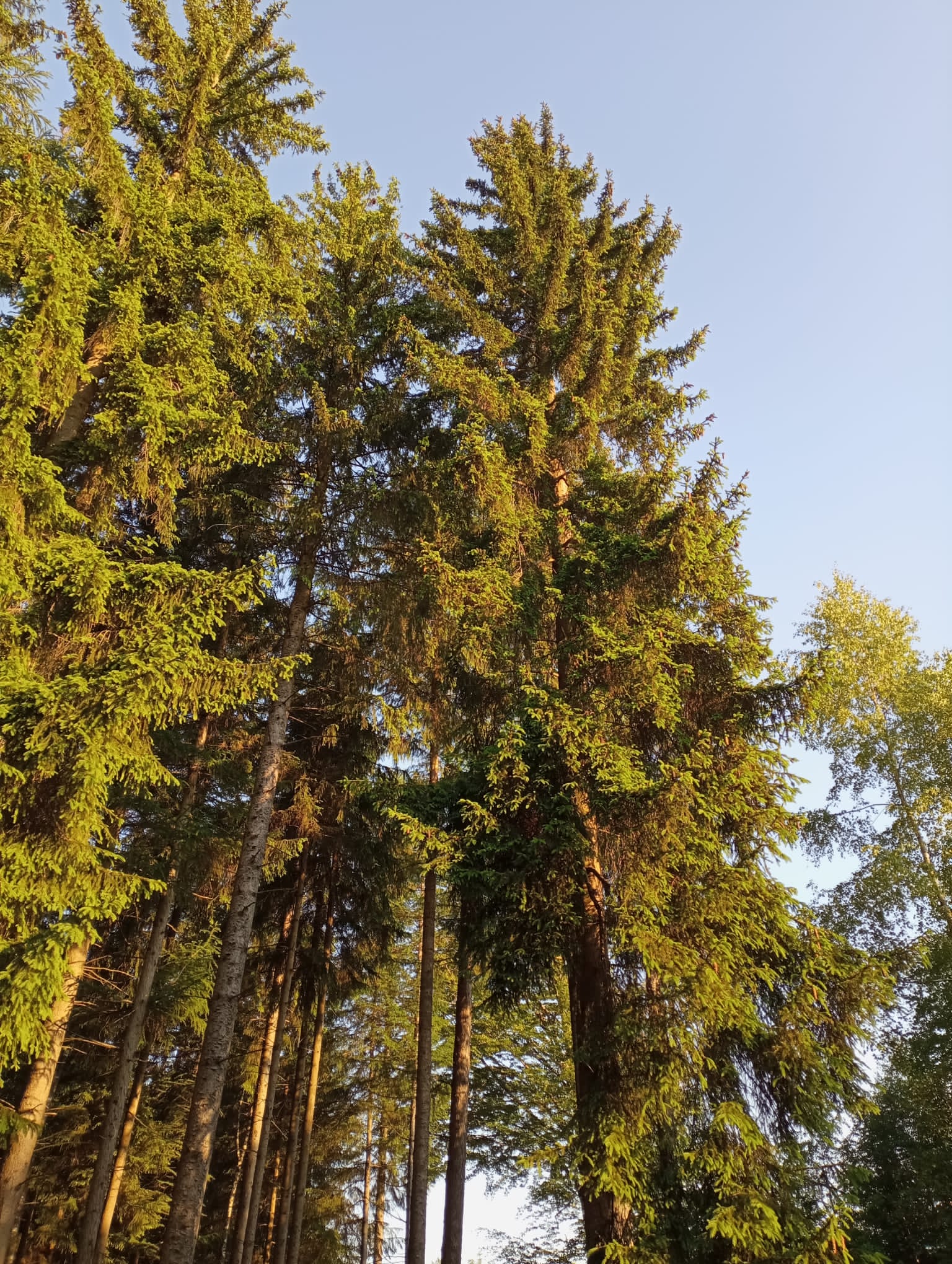 Naturhäuschen in Waal