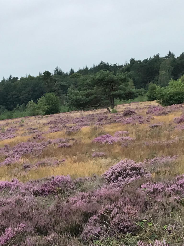 Natuurhuisje in Putten