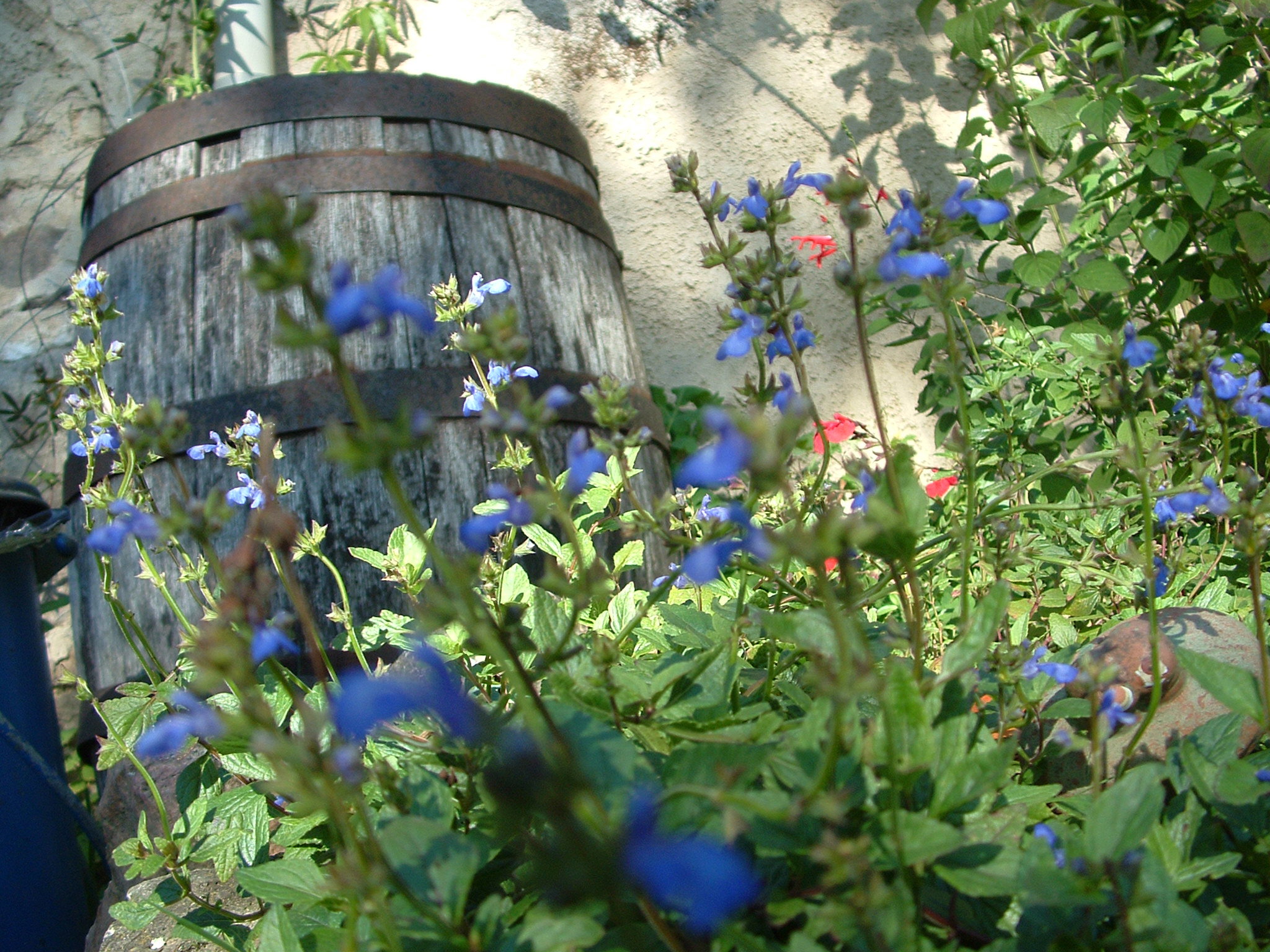 Maison nature à St Hilaire les places