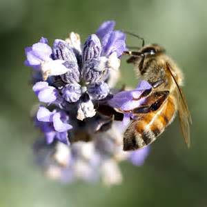 - image: 27