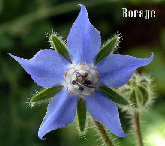 - image: 13