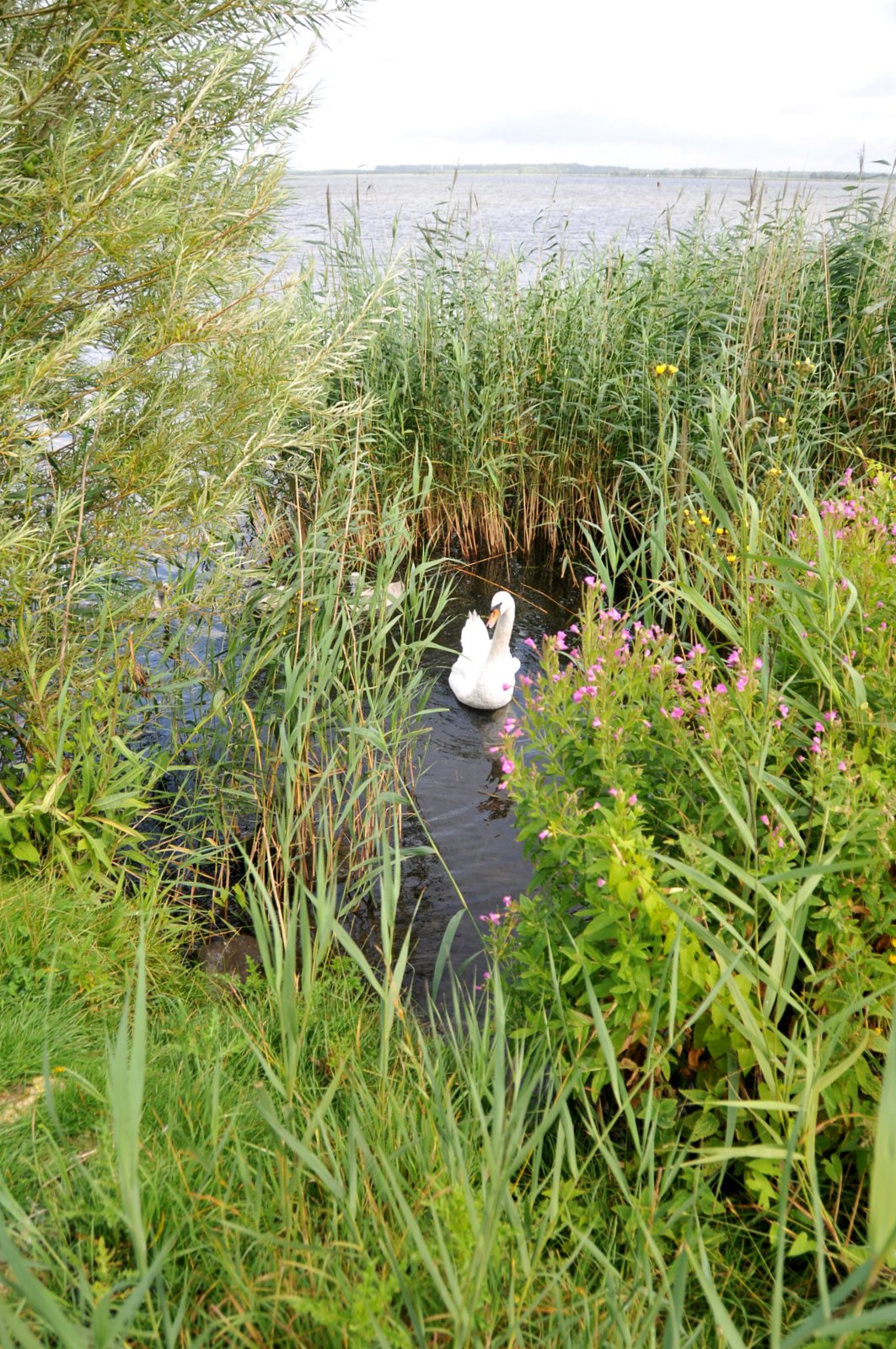 Naturhäuschen in Biddinghuizen