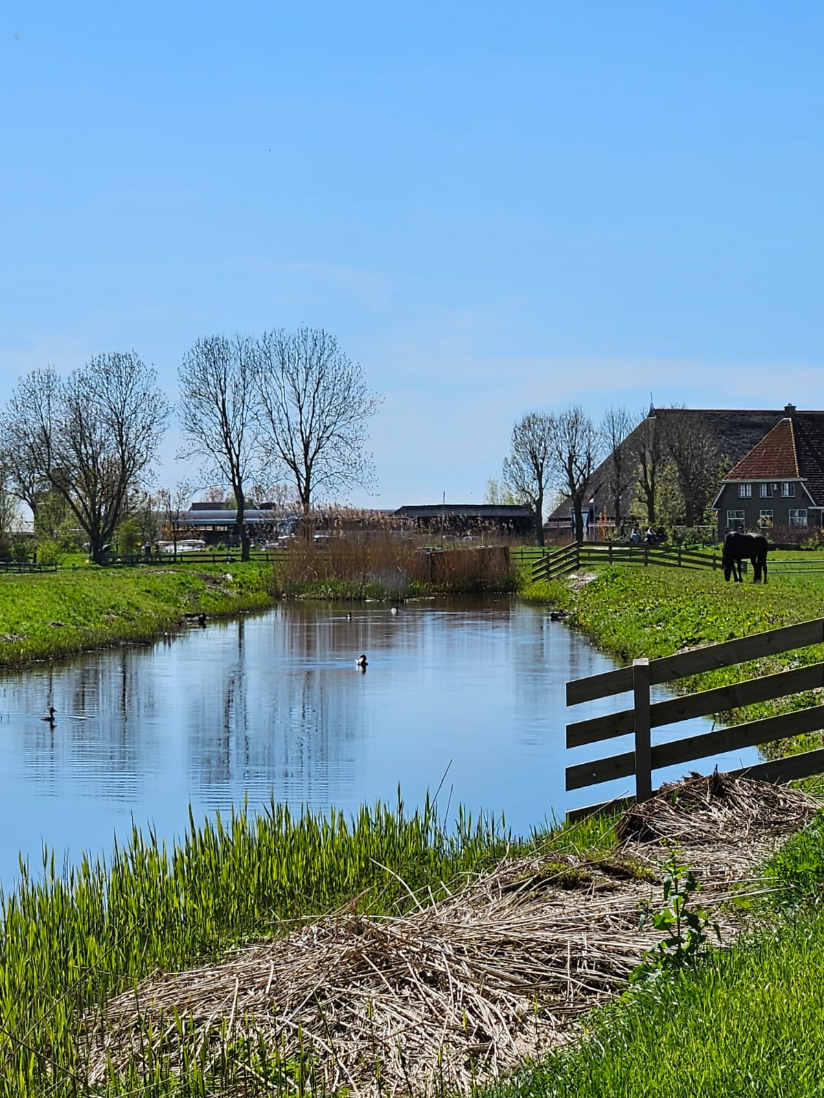 Natuurhuisje in Nijhuizum
