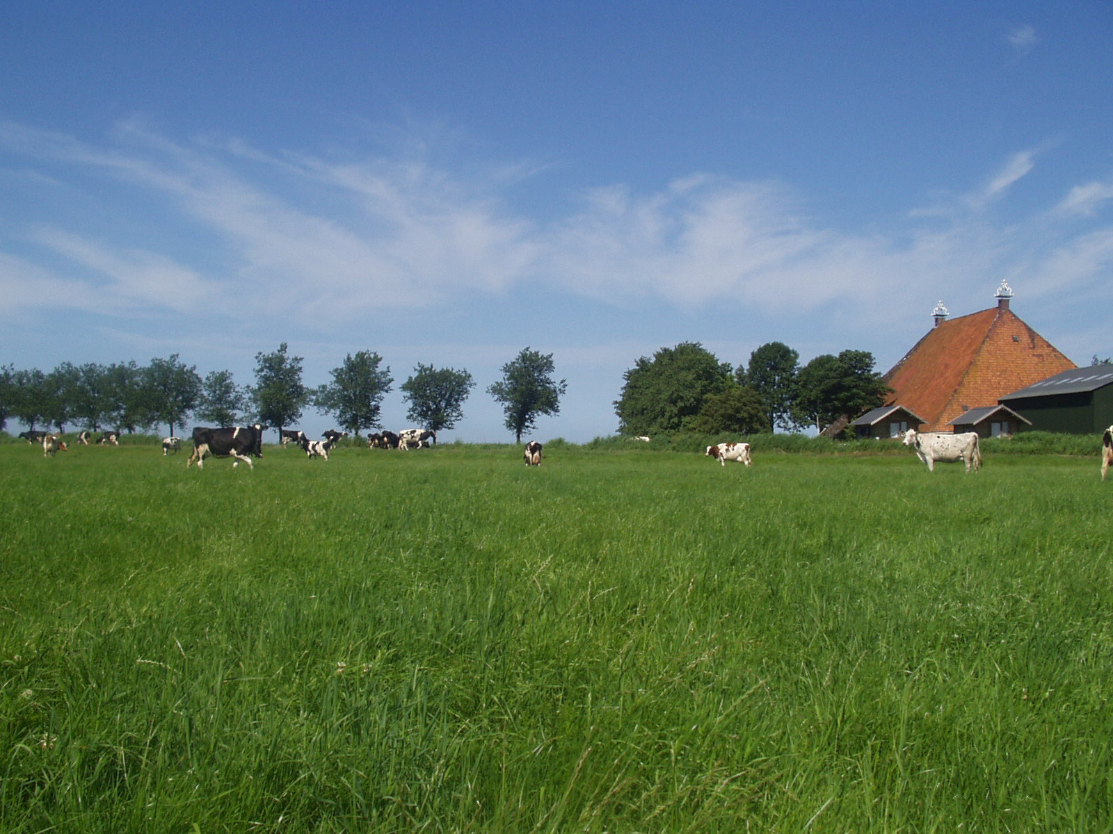 Maison nature à Nijhuizum