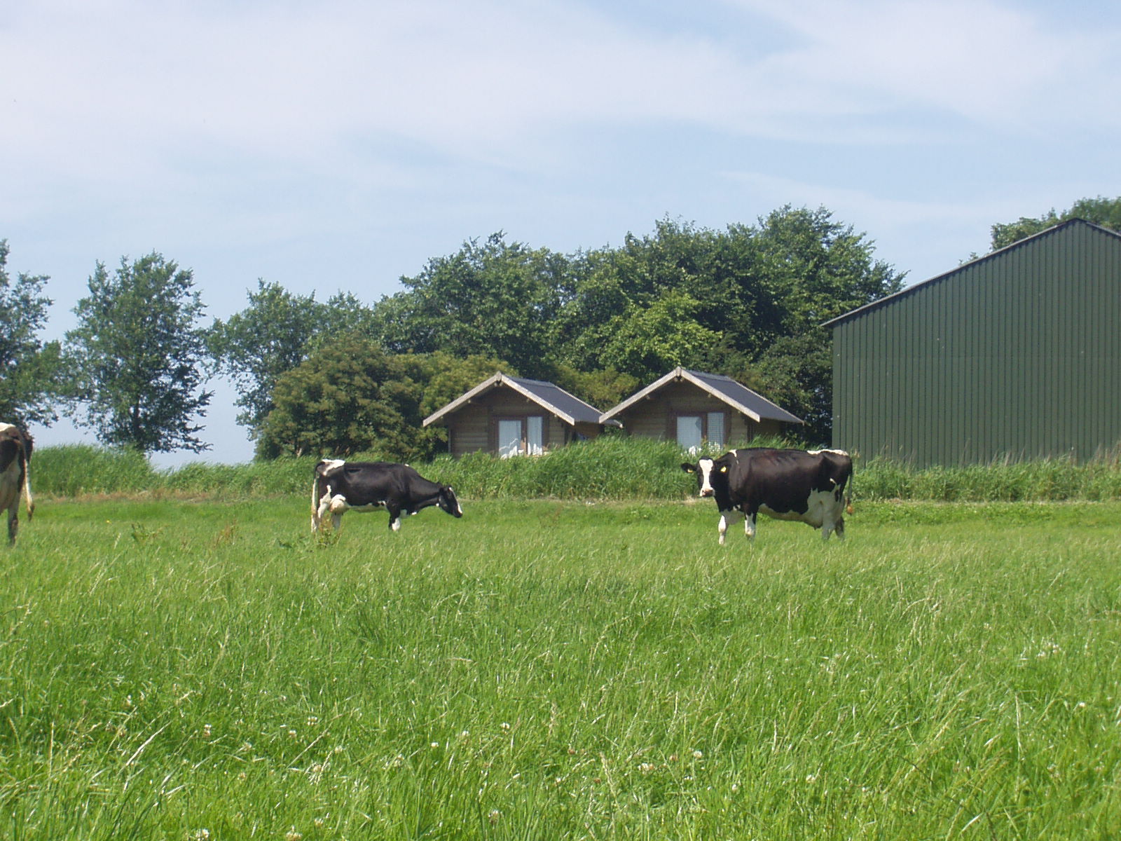 Maison nature à Nijhuizum