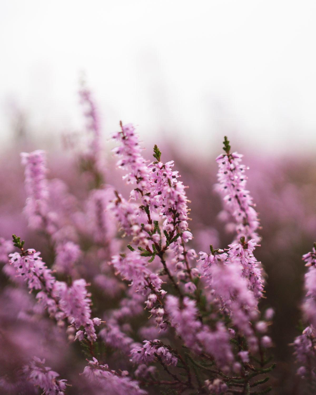 - image: 21