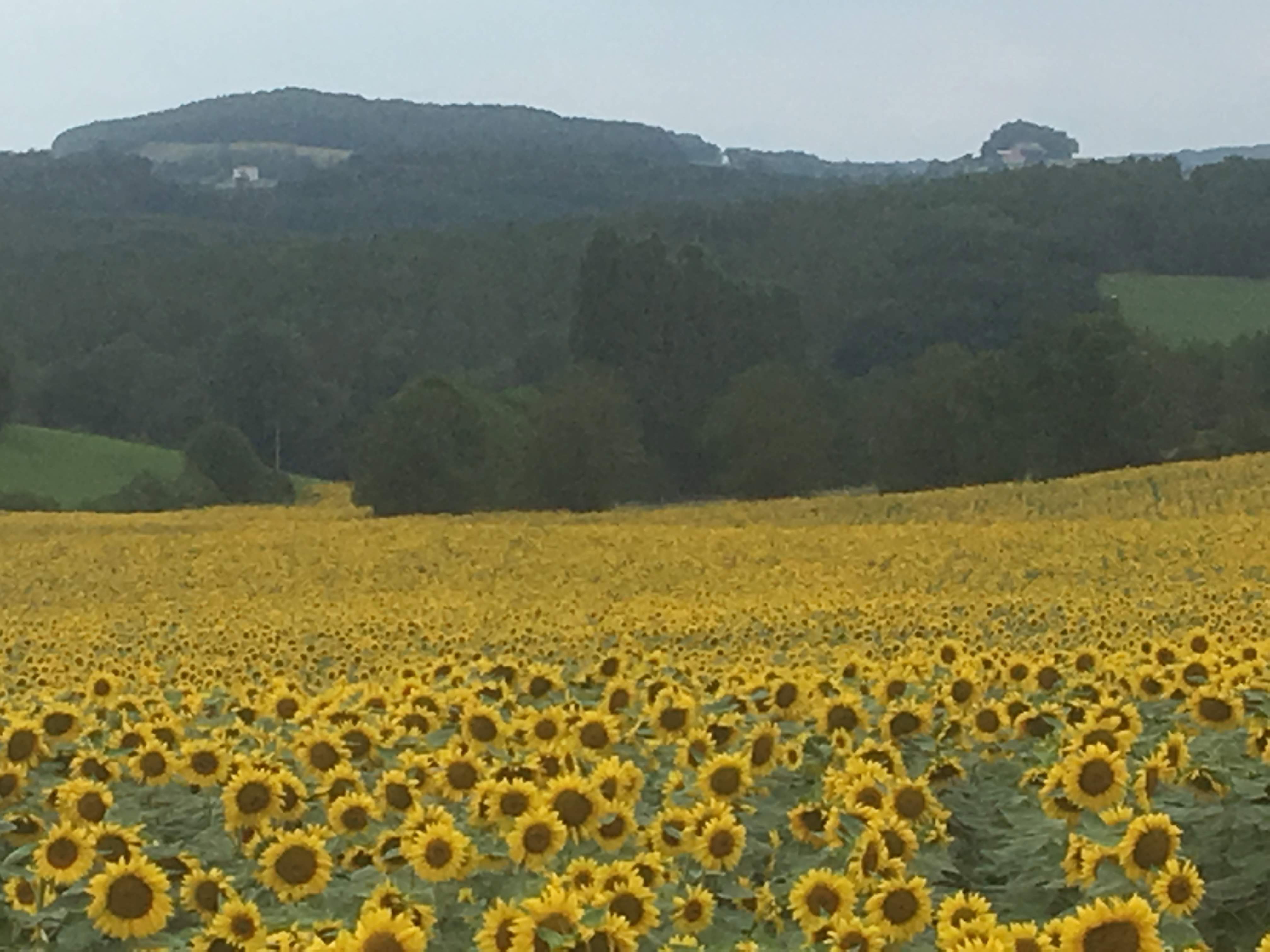 Natuurhuisje in Casseneuil