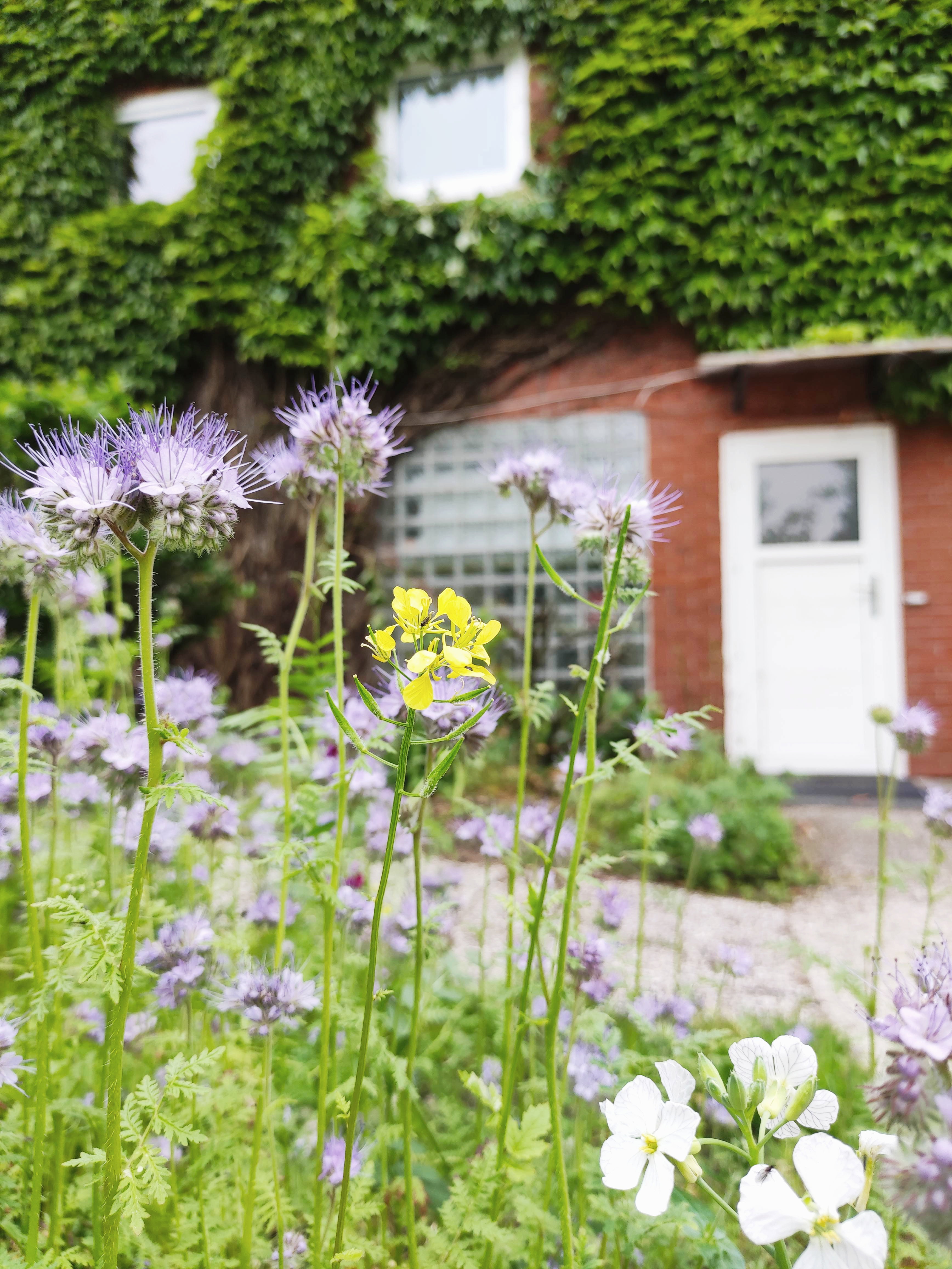 - image: 1