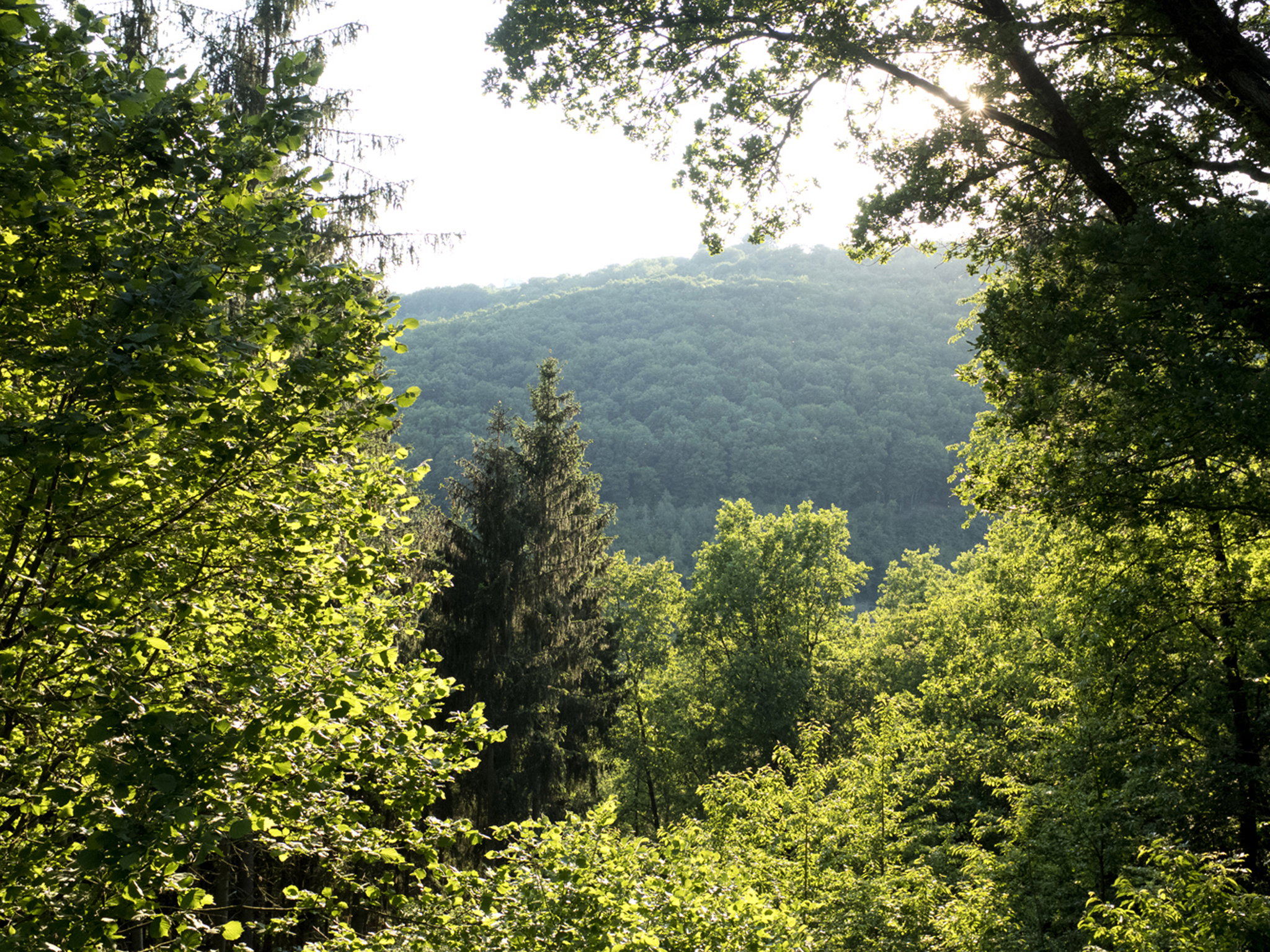 Natuurhuisje in Morscheid