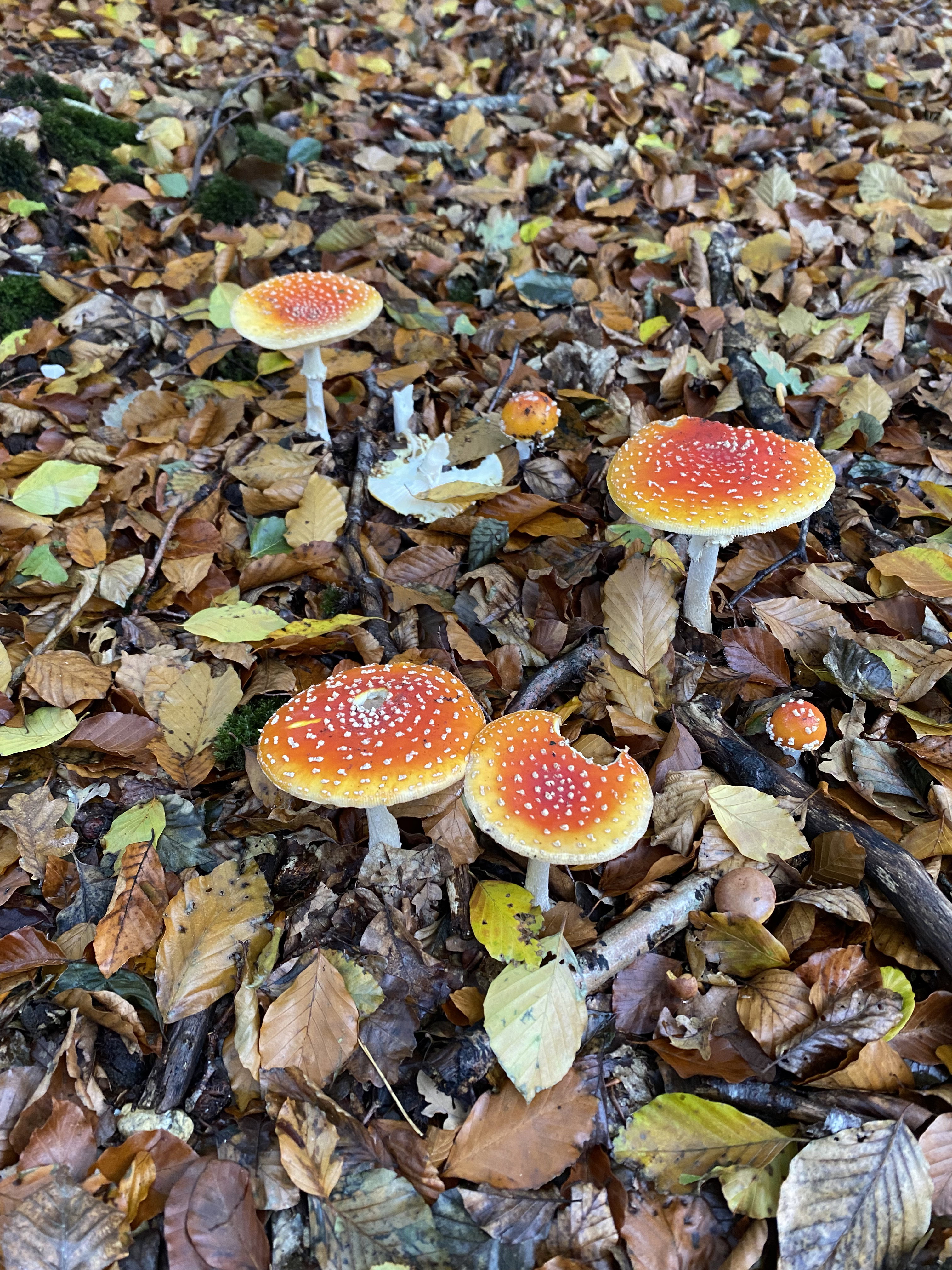 Natuurhuisje in Mook