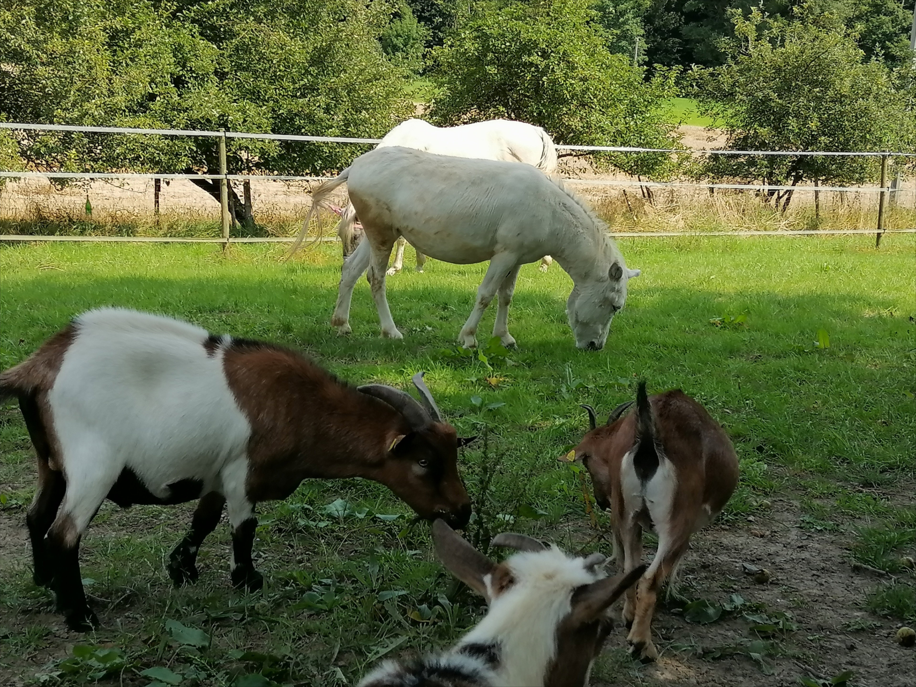 Natuurhuisje in Adenbach