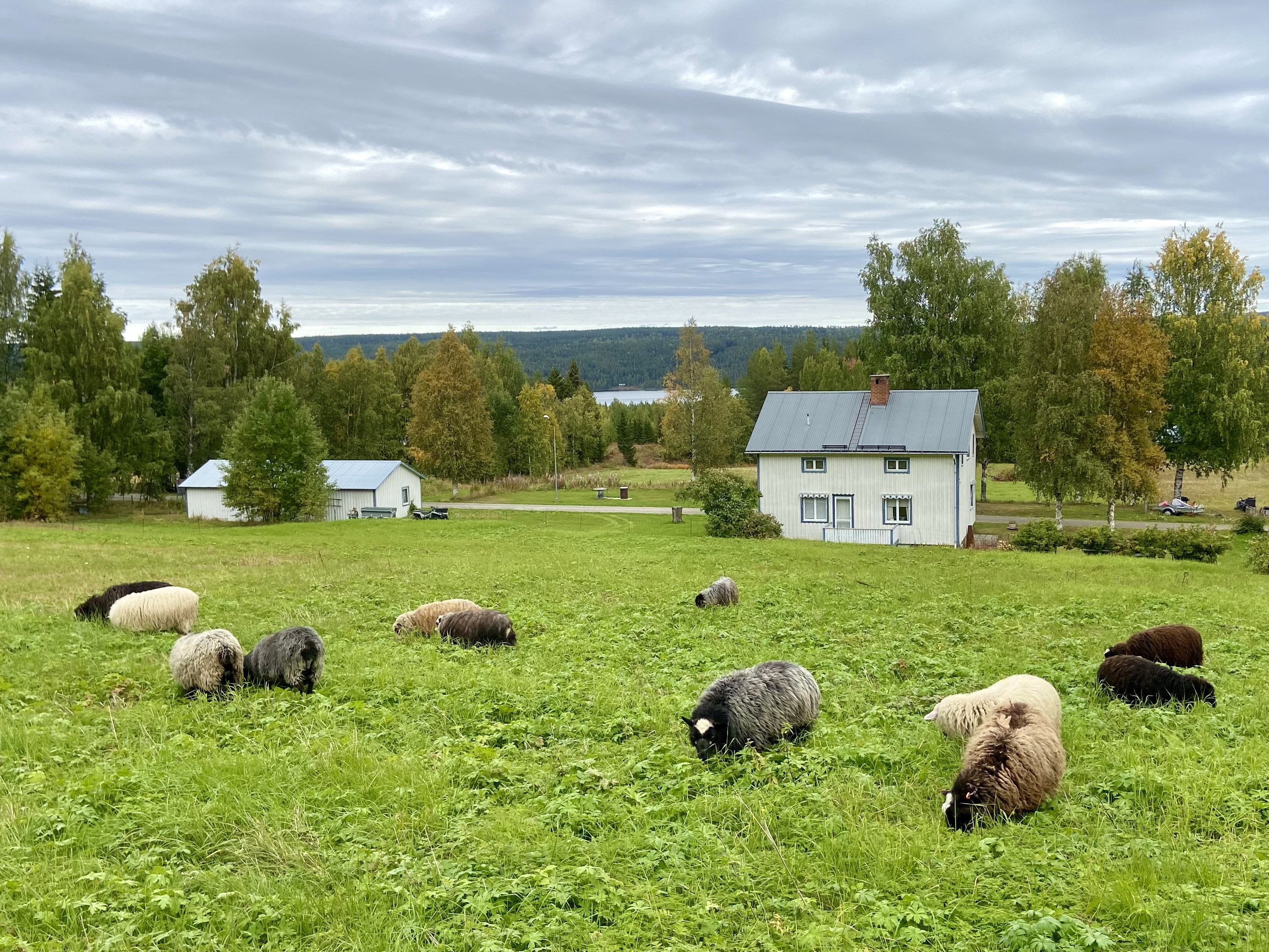 Natuurhuisje in Strömsund